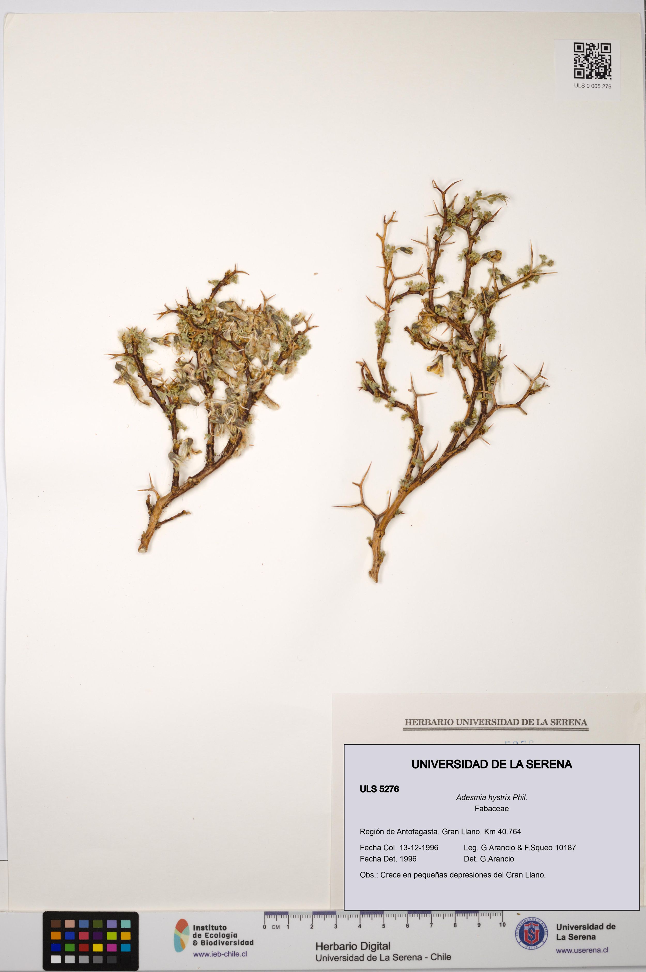 Adesmia hystrix [Espécimen: ]