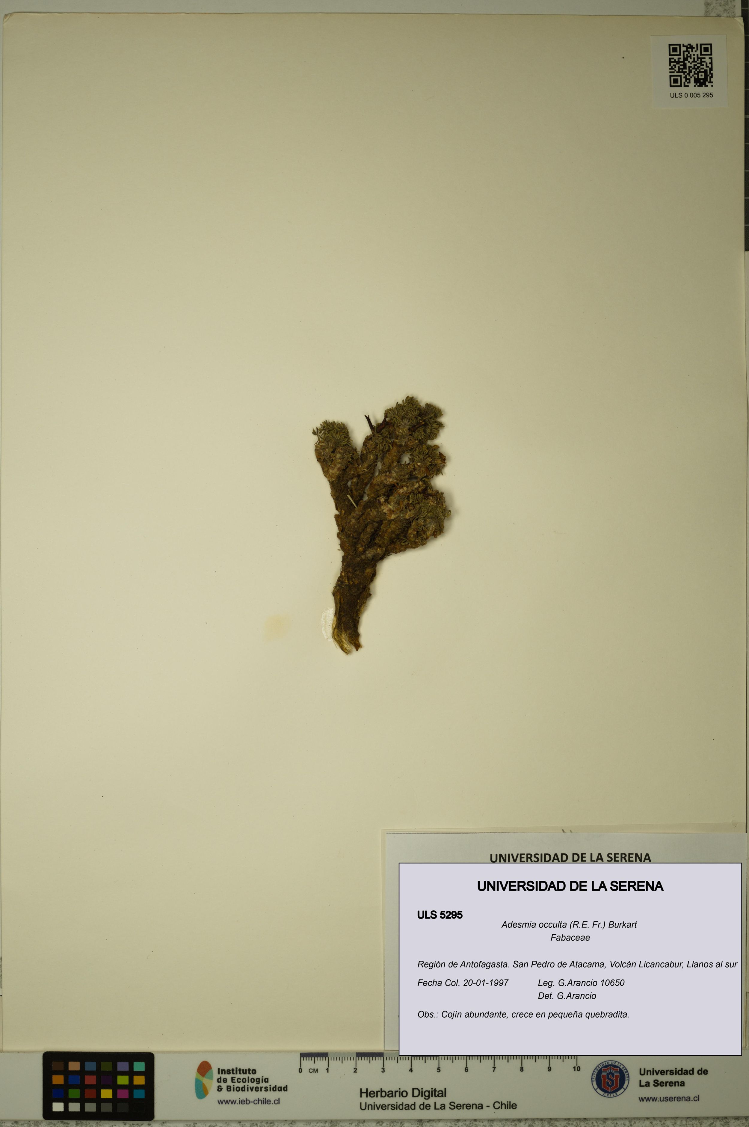 Adesmia occulta [Espécimen: ]