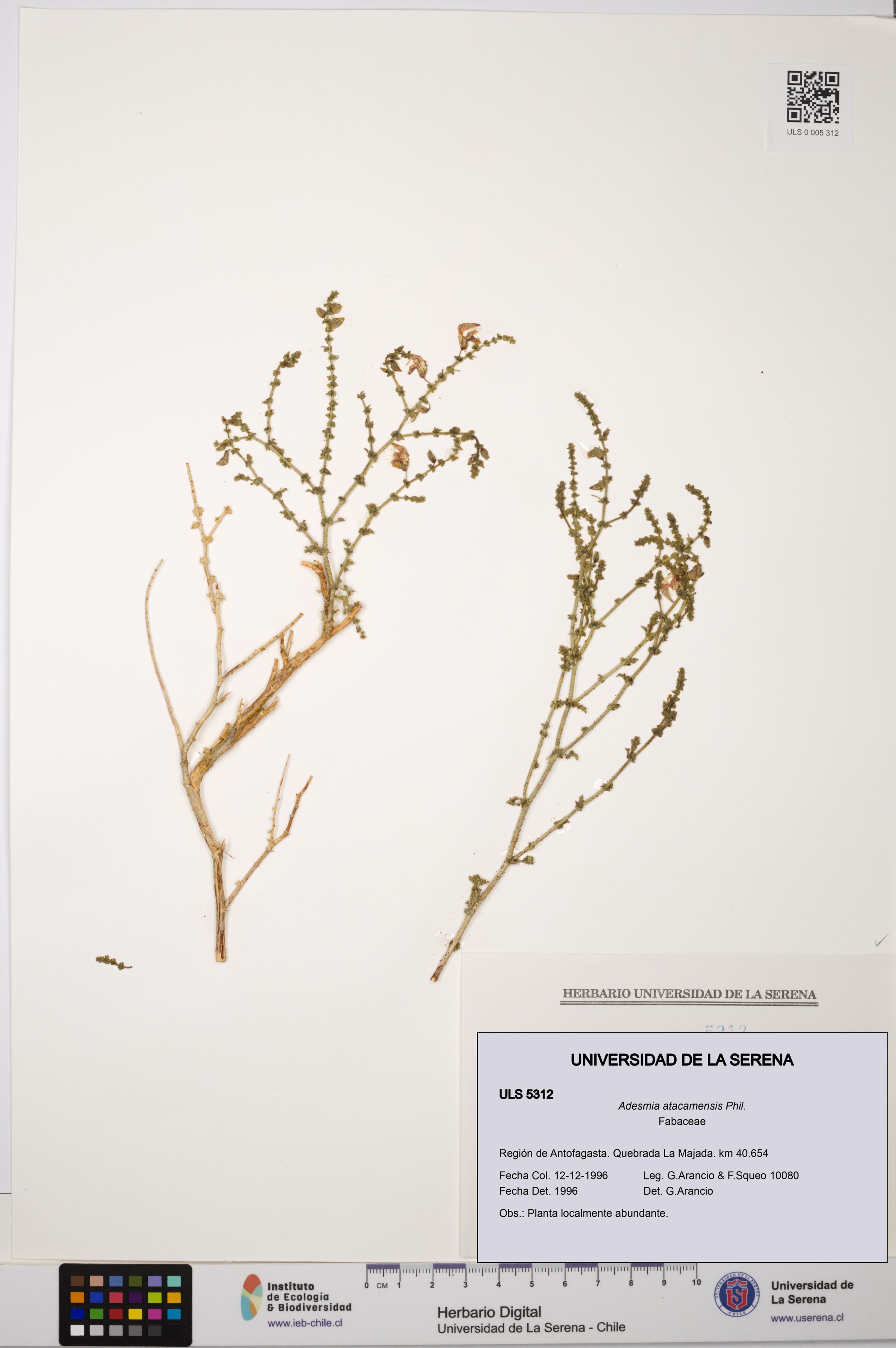 Adesmia atacamensis [Espécimen: ]