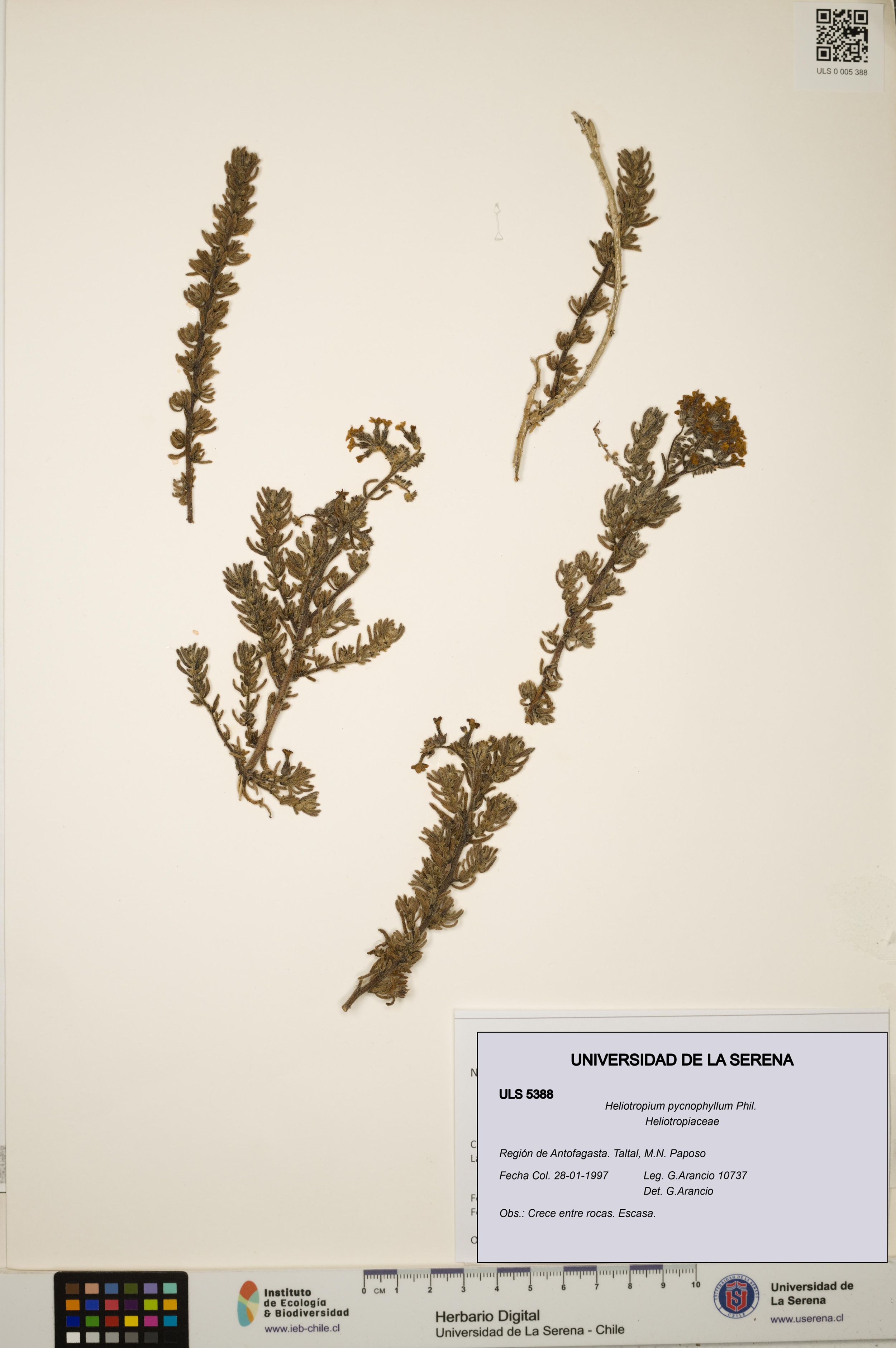 Heliotropium pycnophyllum [Espécimen: ]
