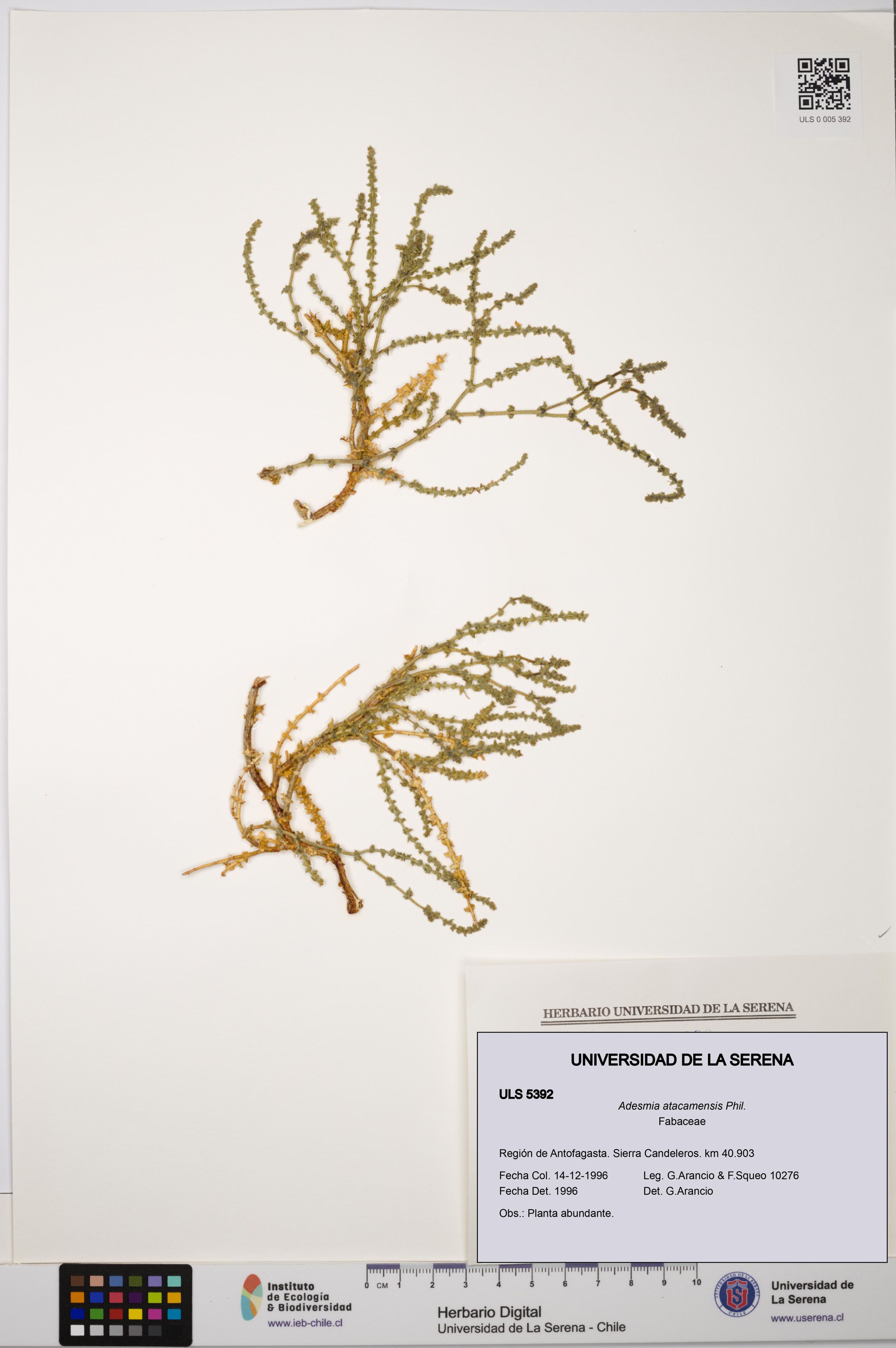 Adesmia atacamensis [Espécimen: ]