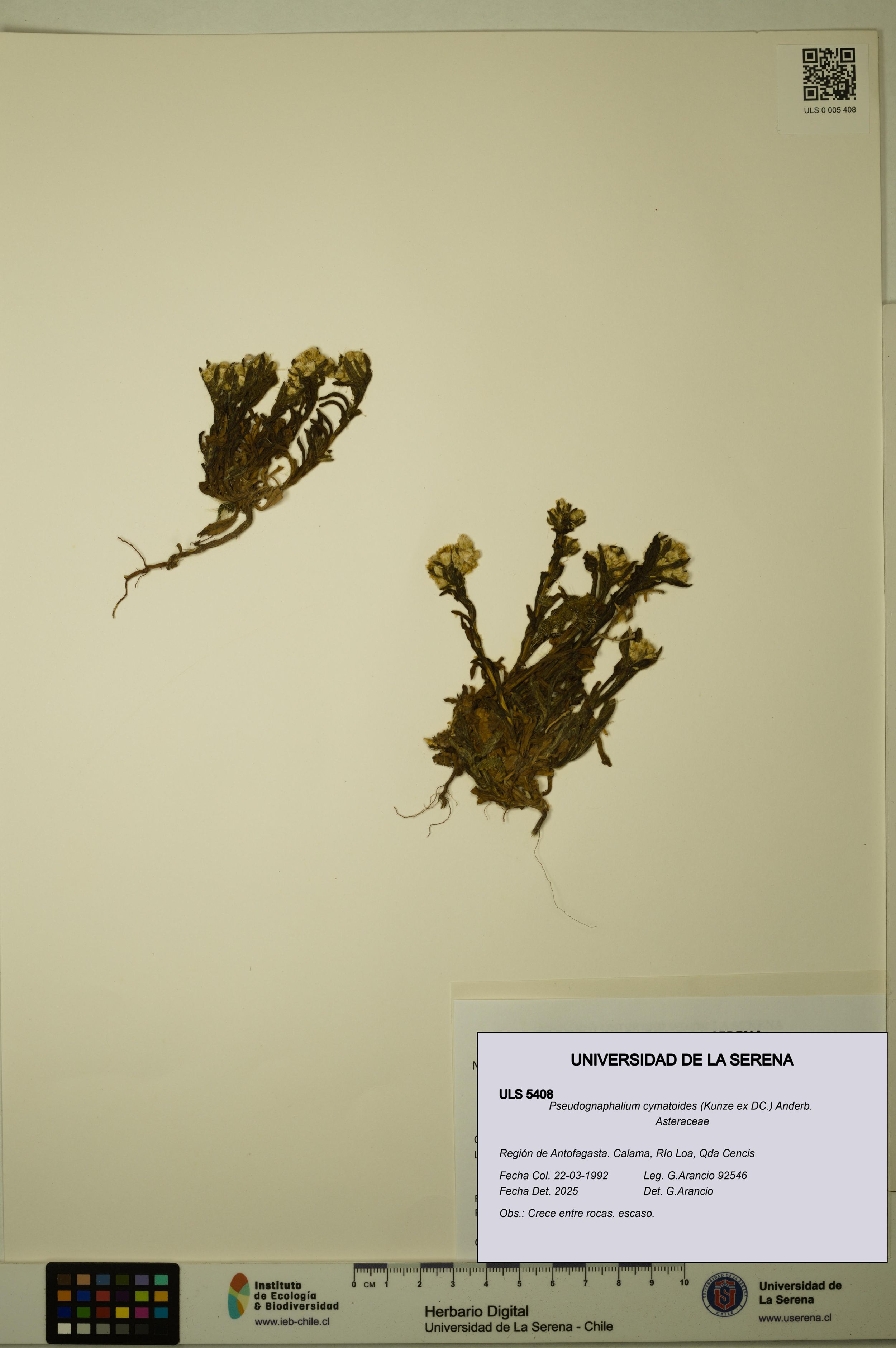 Pseudognaphalium cymatoides [Espécimen: ]