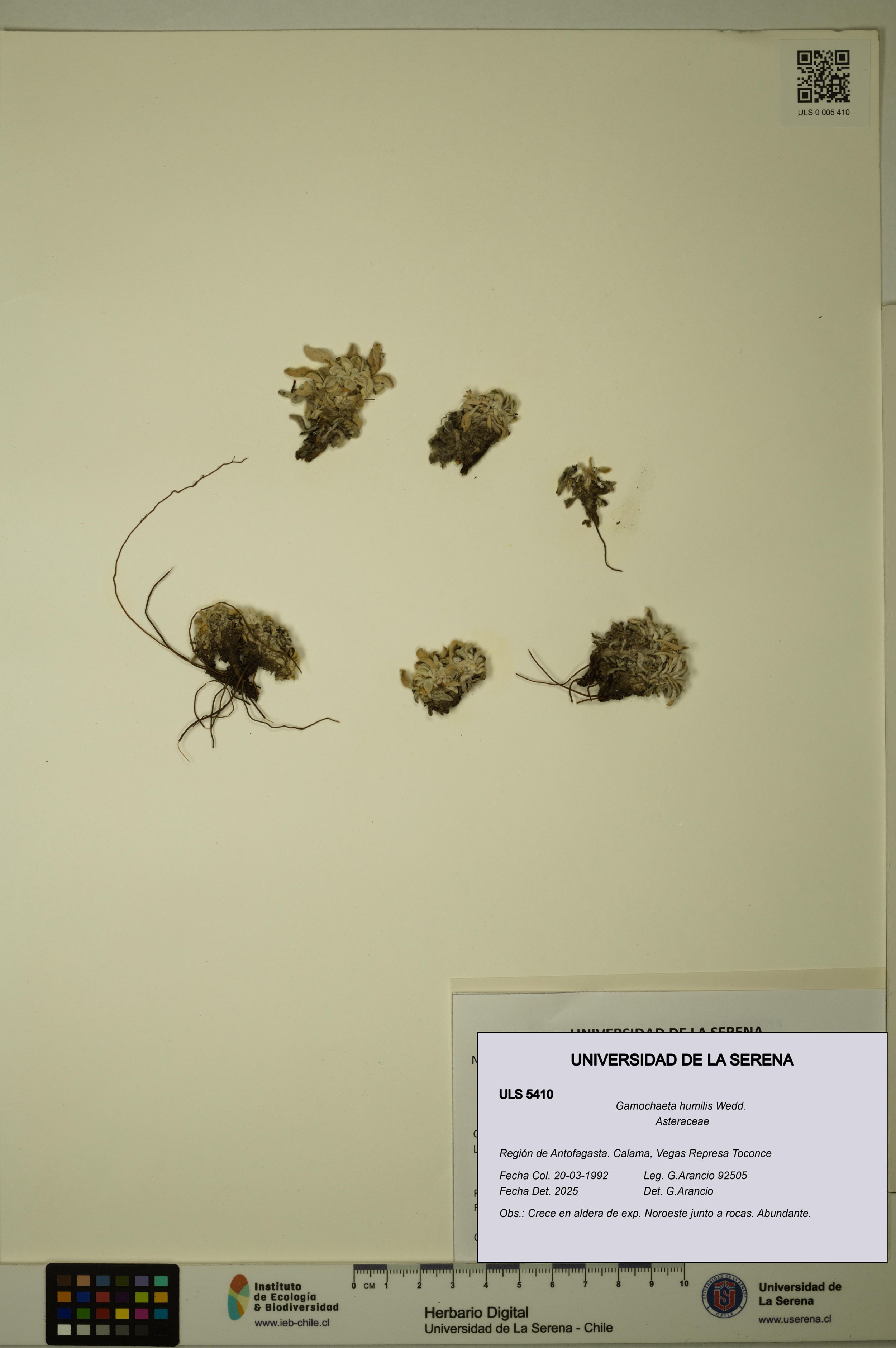 Gamochaeta humilis [Espécimen: ]
