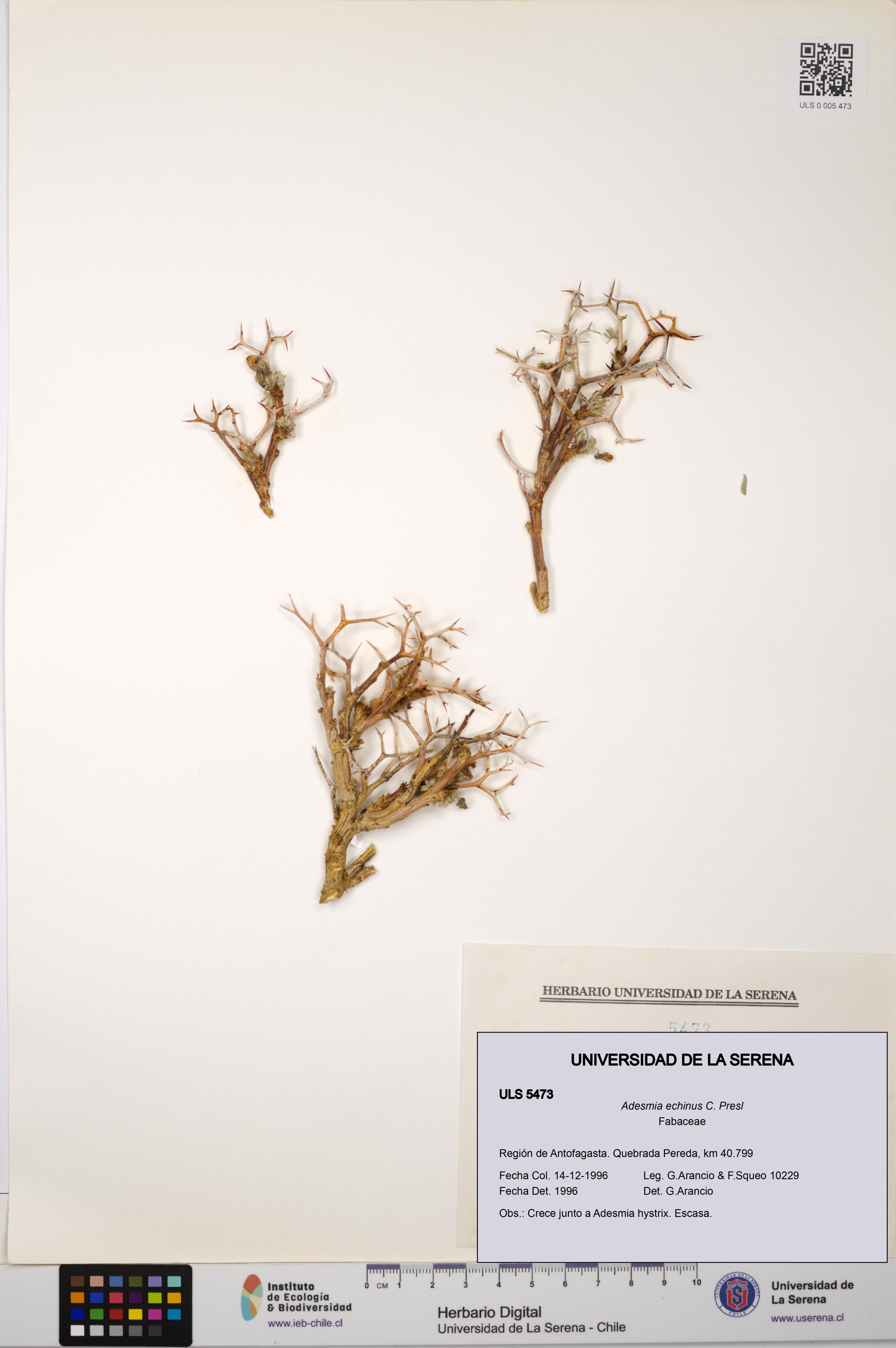 Adesmia echinus [Espécimen: ]