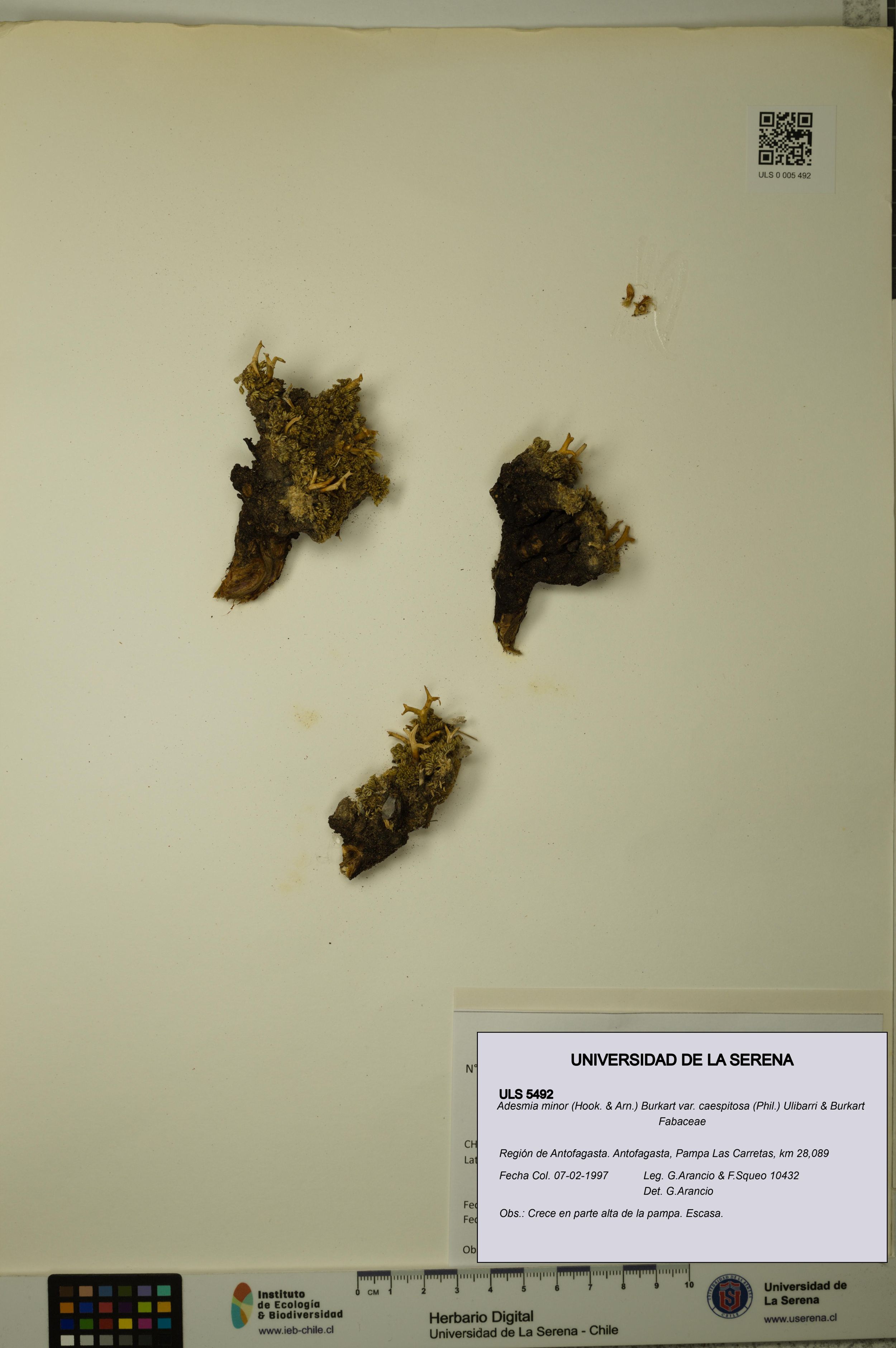 Adesmia minor var. caespitosa [Espécimen: ]