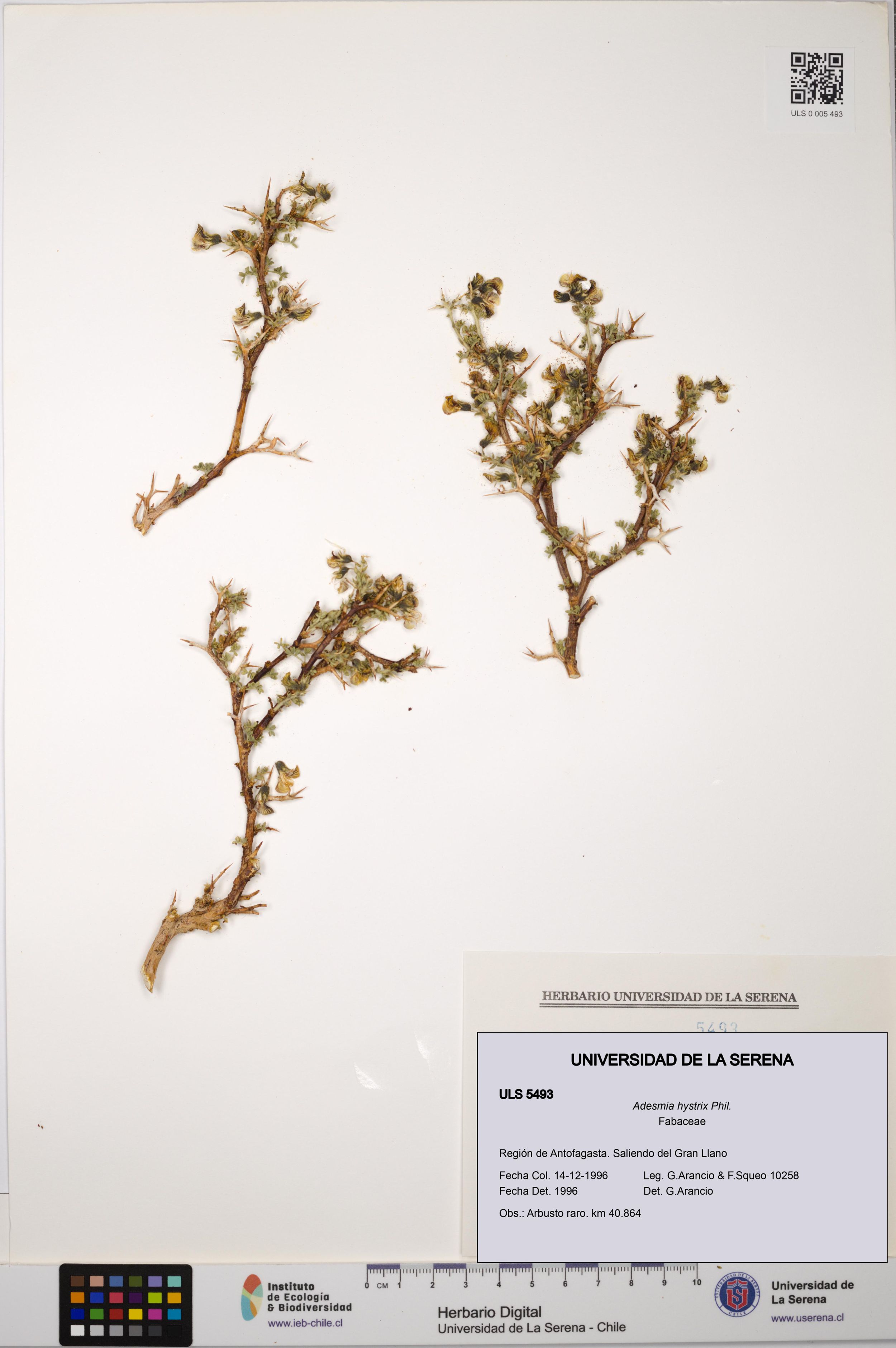 Adesmia hystrix [Espécimen: ]