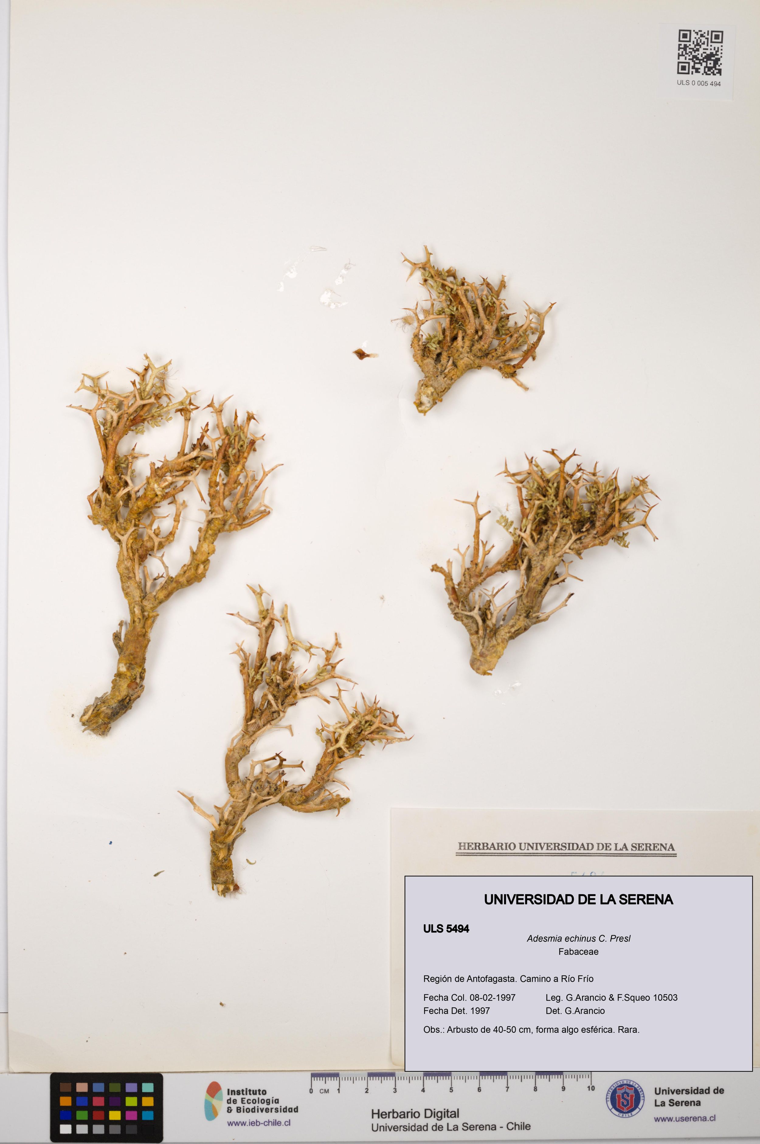 Adesmia echinus [Espécimen: ]