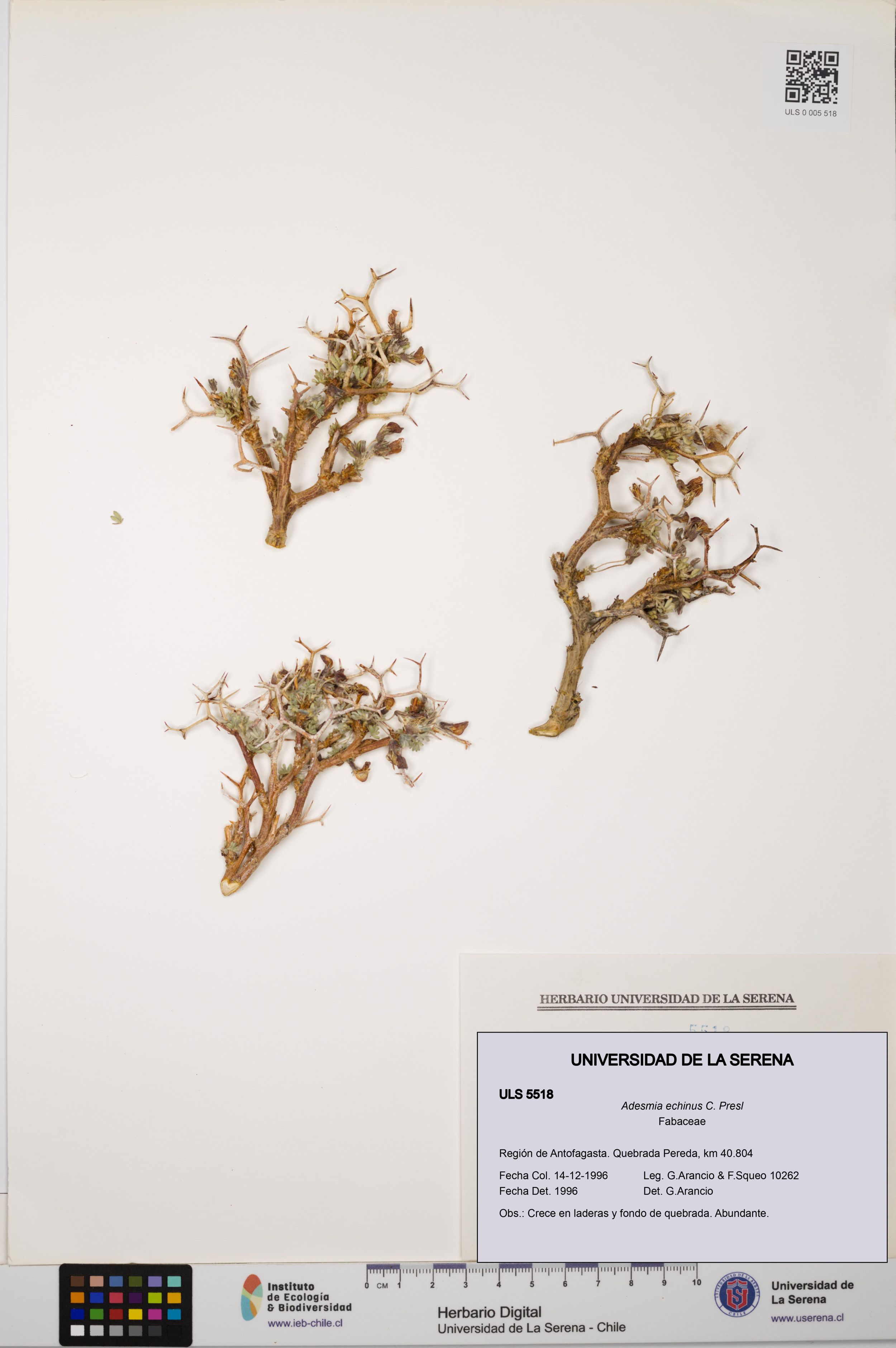 Adesmia echinus [Espécimen: ]
