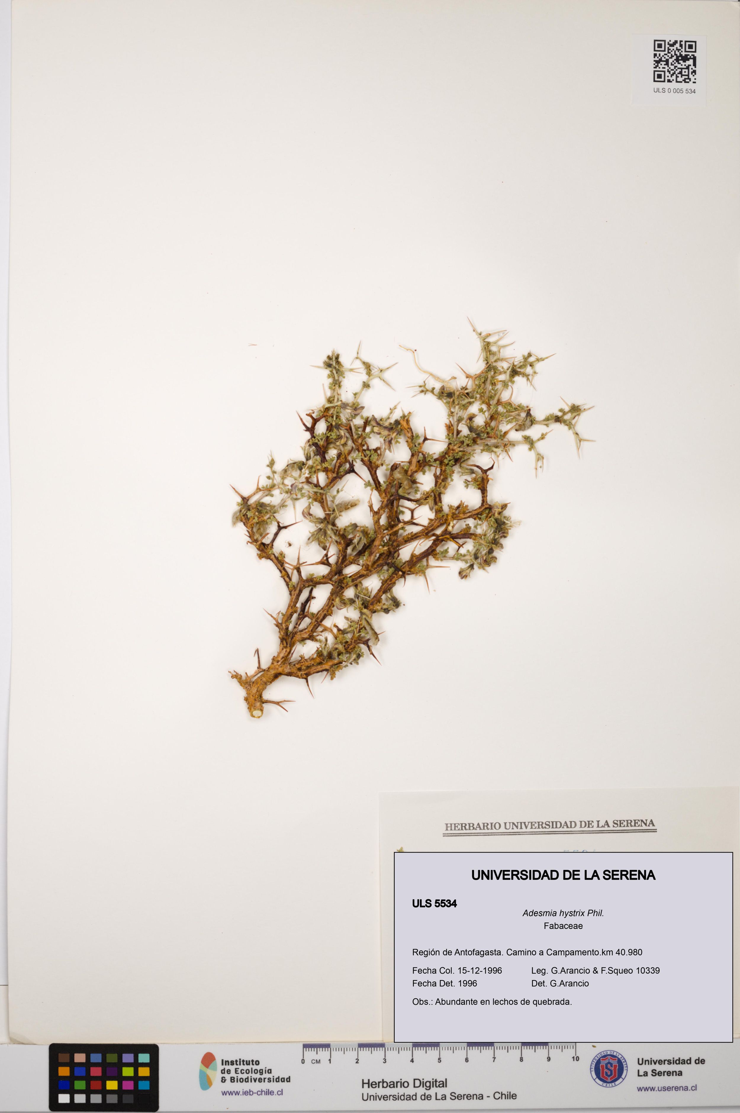 Adesmia hystrix [Espécimen: ]