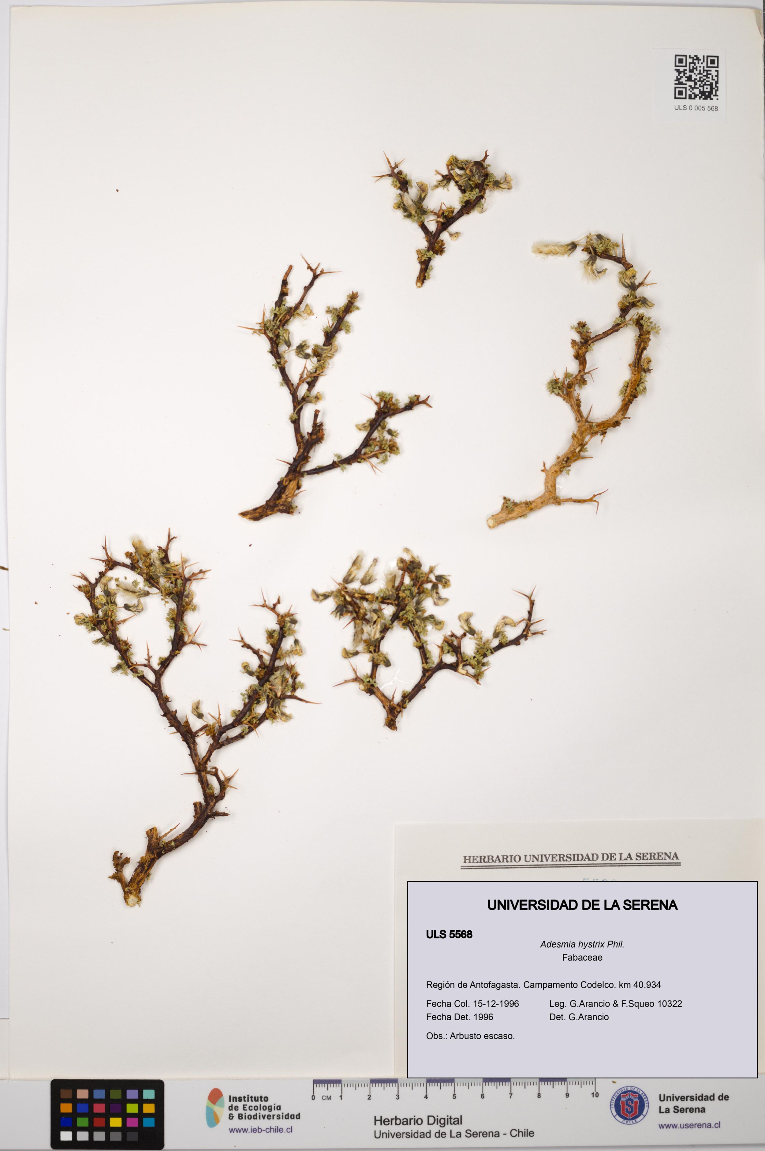 Adesmia hystrix [Espécimen: ]