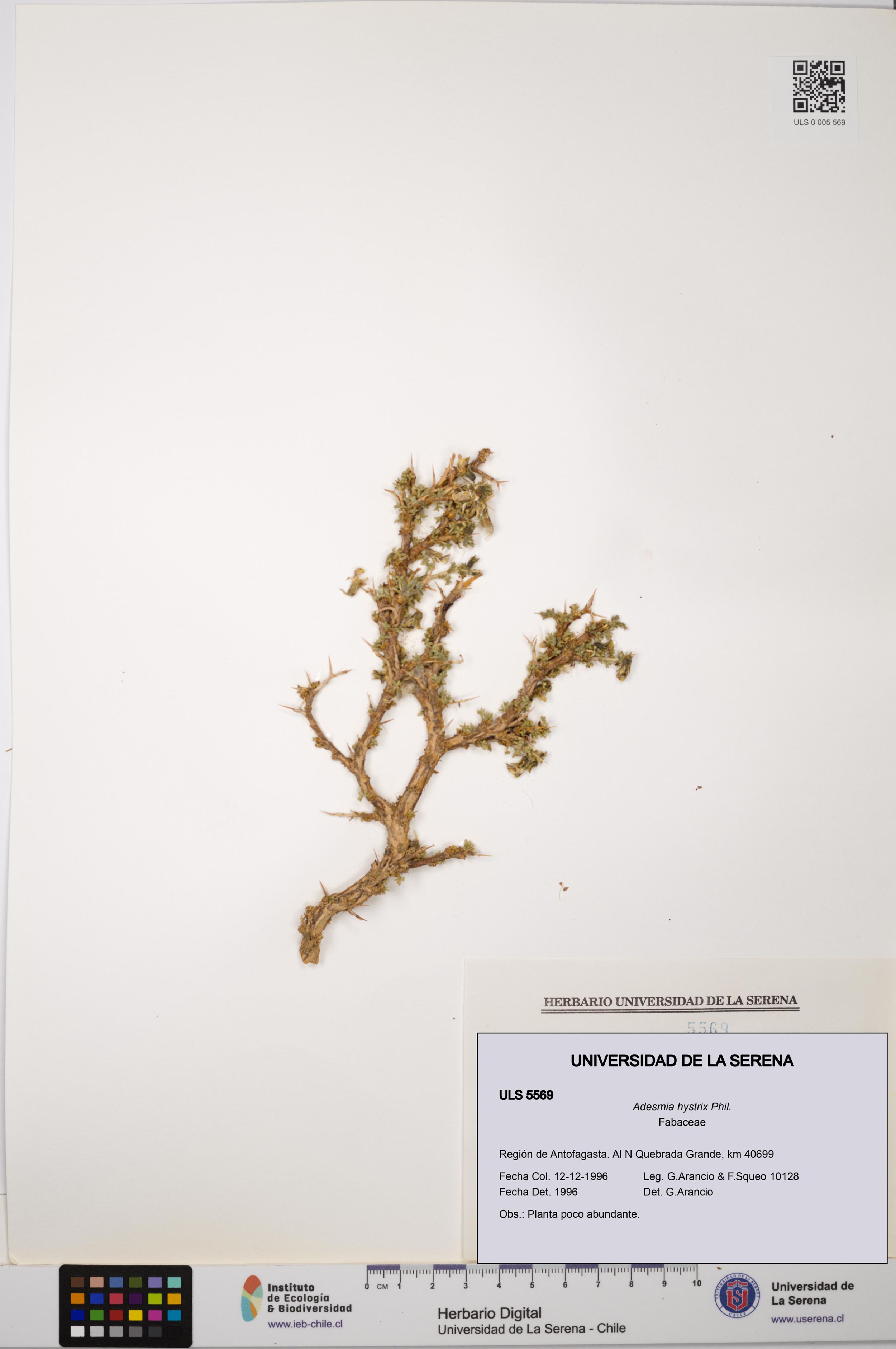Adesmia hystrix [Espécimen: ]