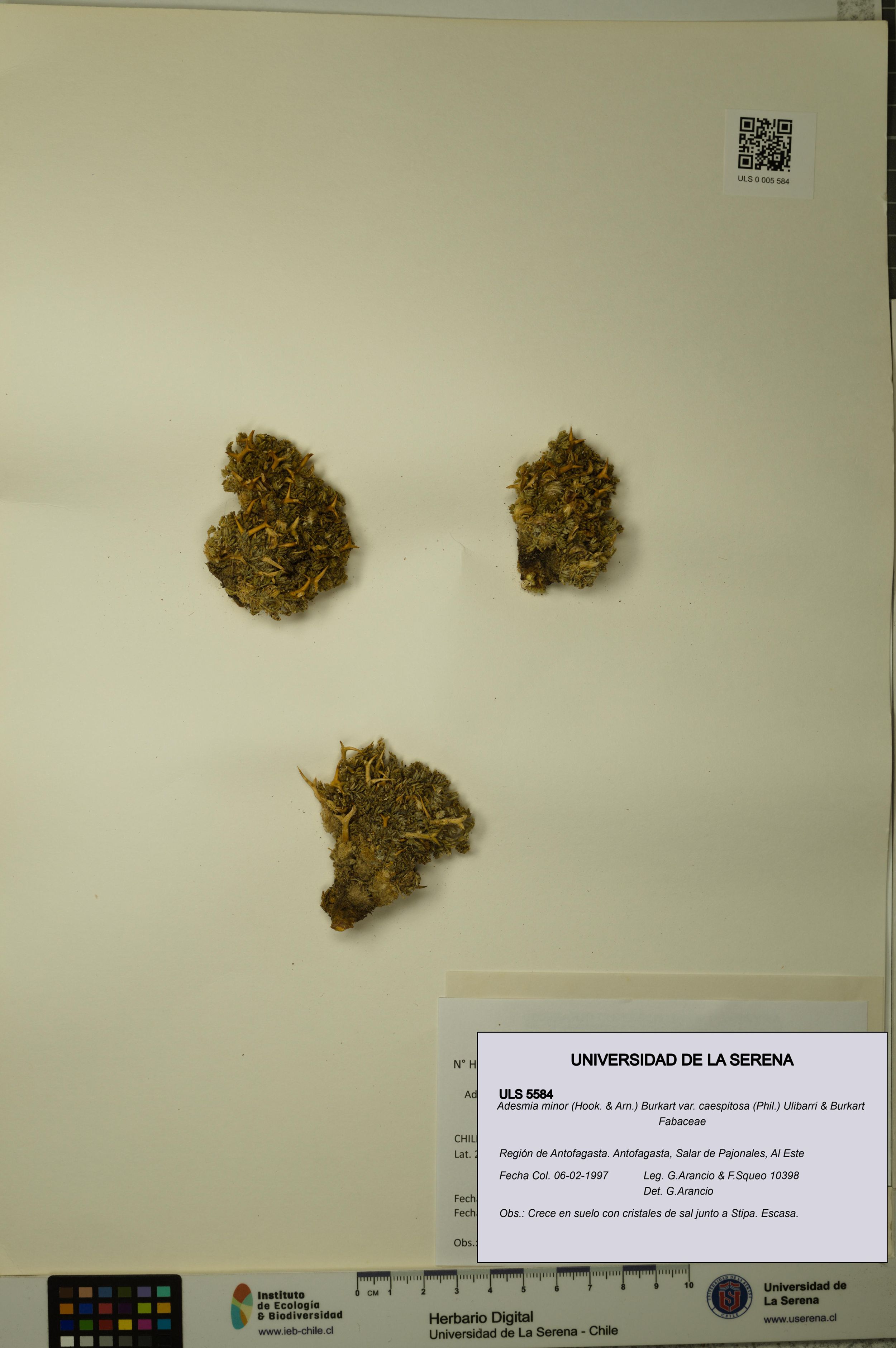 Adesmia minor var. caespitosa [Espécimen: ]