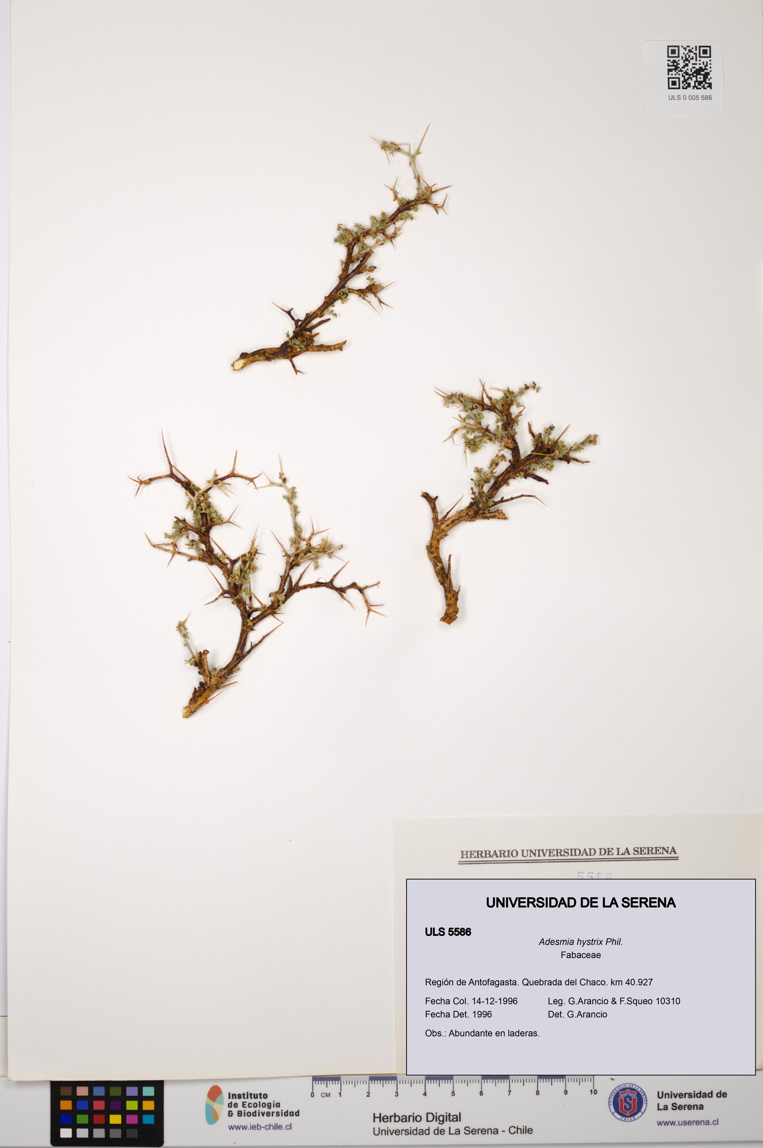 Adesmia hystrix [Espécimen: ]