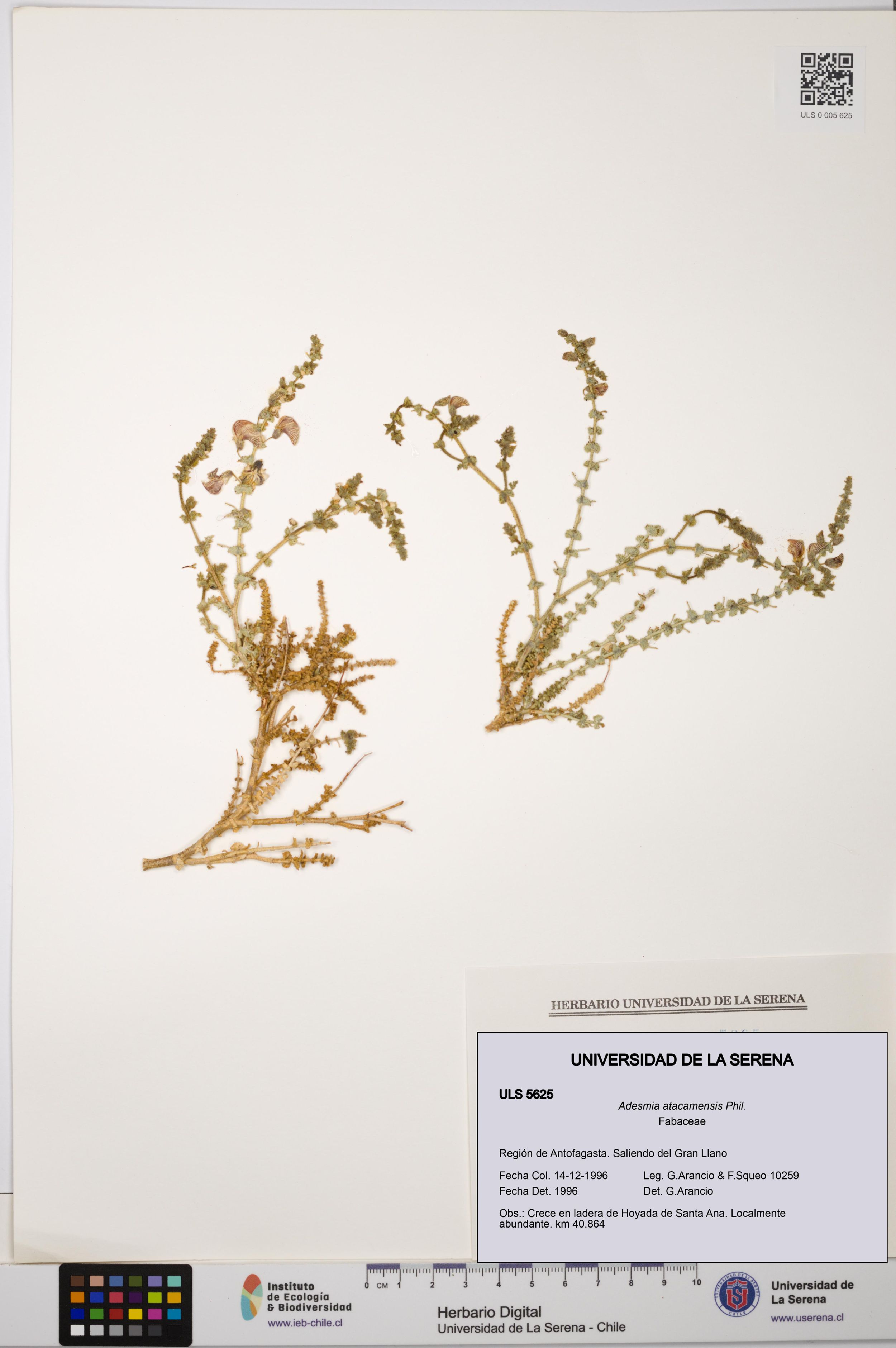 Adesmia atacamensis [Espécimen: ]