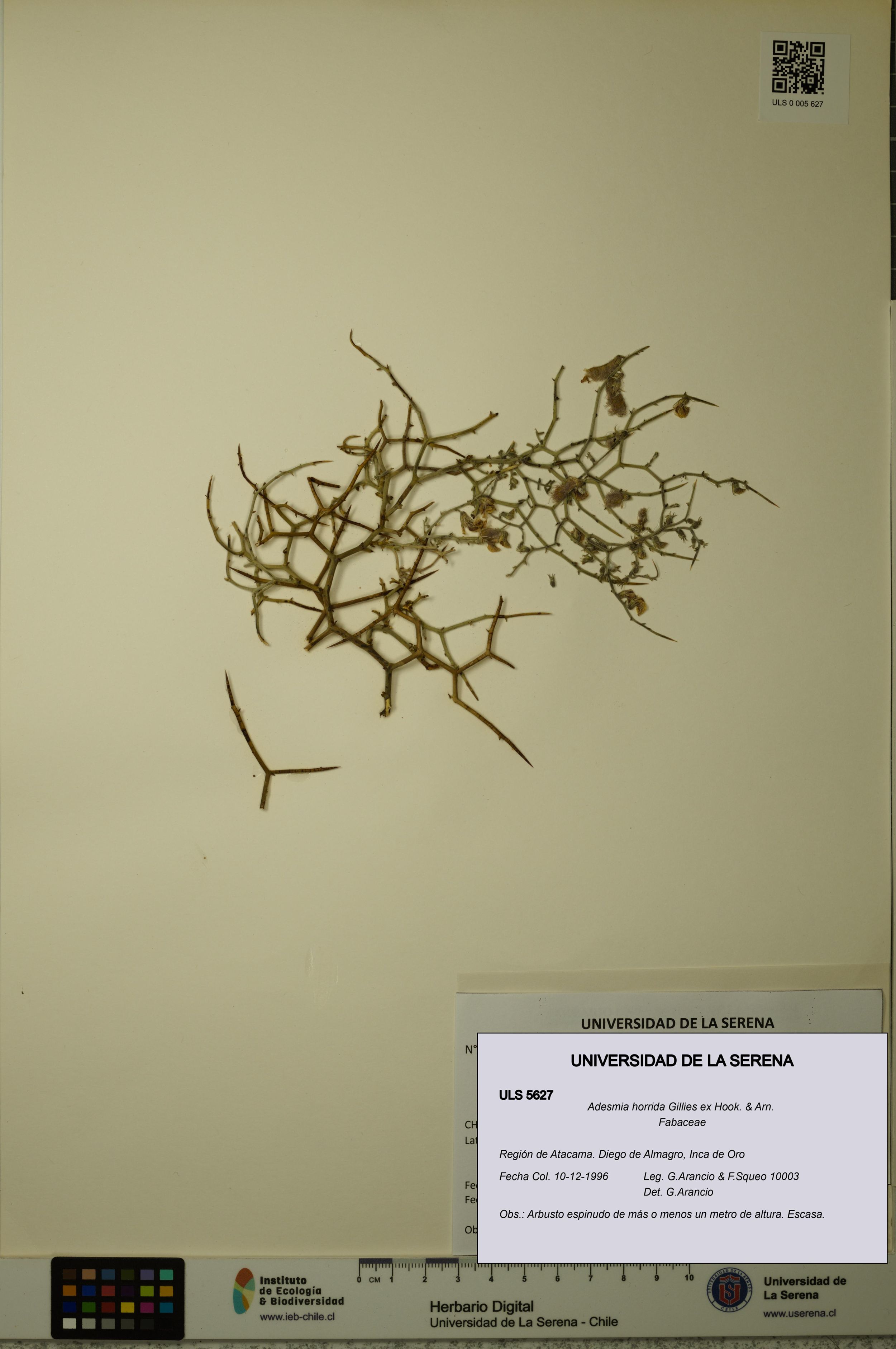 Adesmia horrida [Espécimen: ]