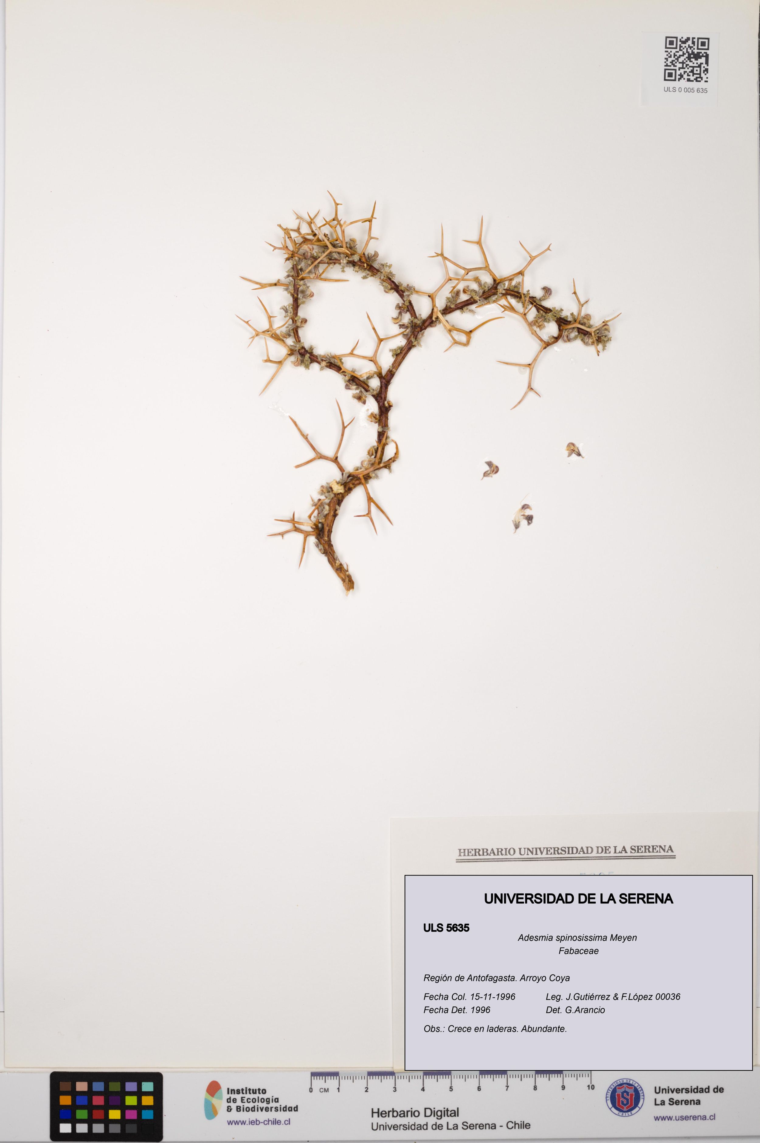 Adesmia spinosissima [Espécimen: ]