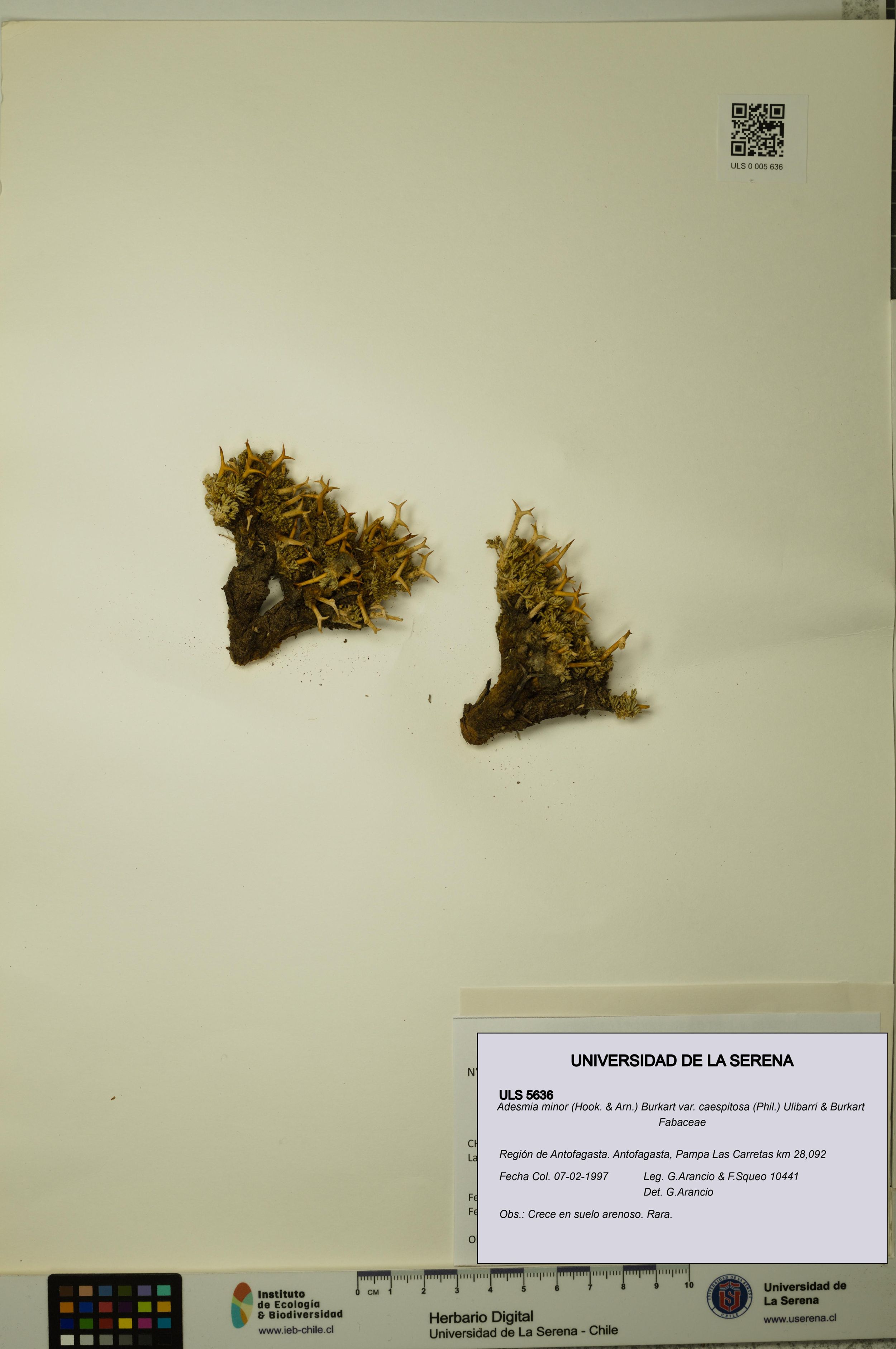 Adesmia minor var. caespitosa [Espécimen: ]