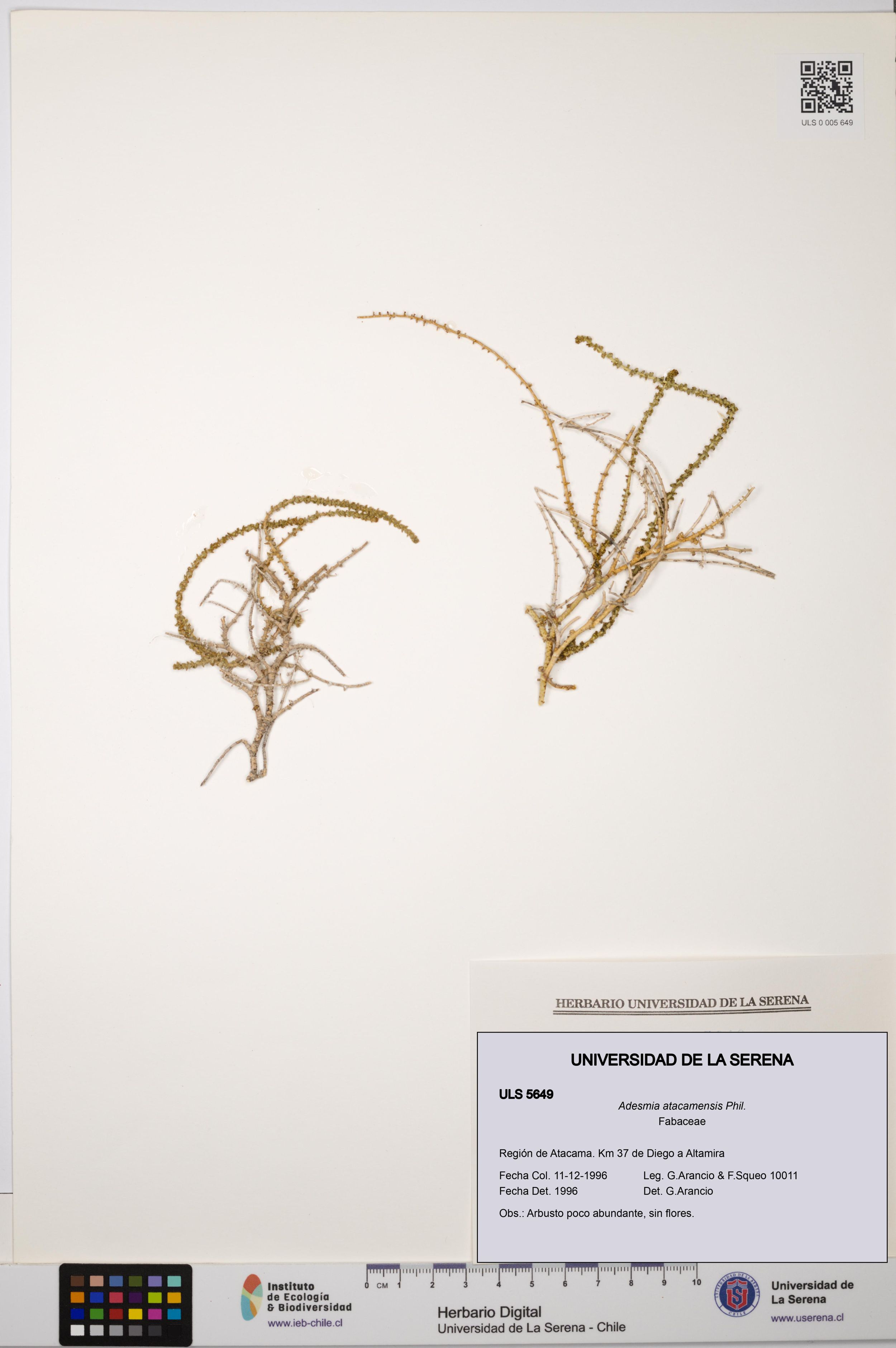 Adesmia atacamensis [Espécimen: ]
