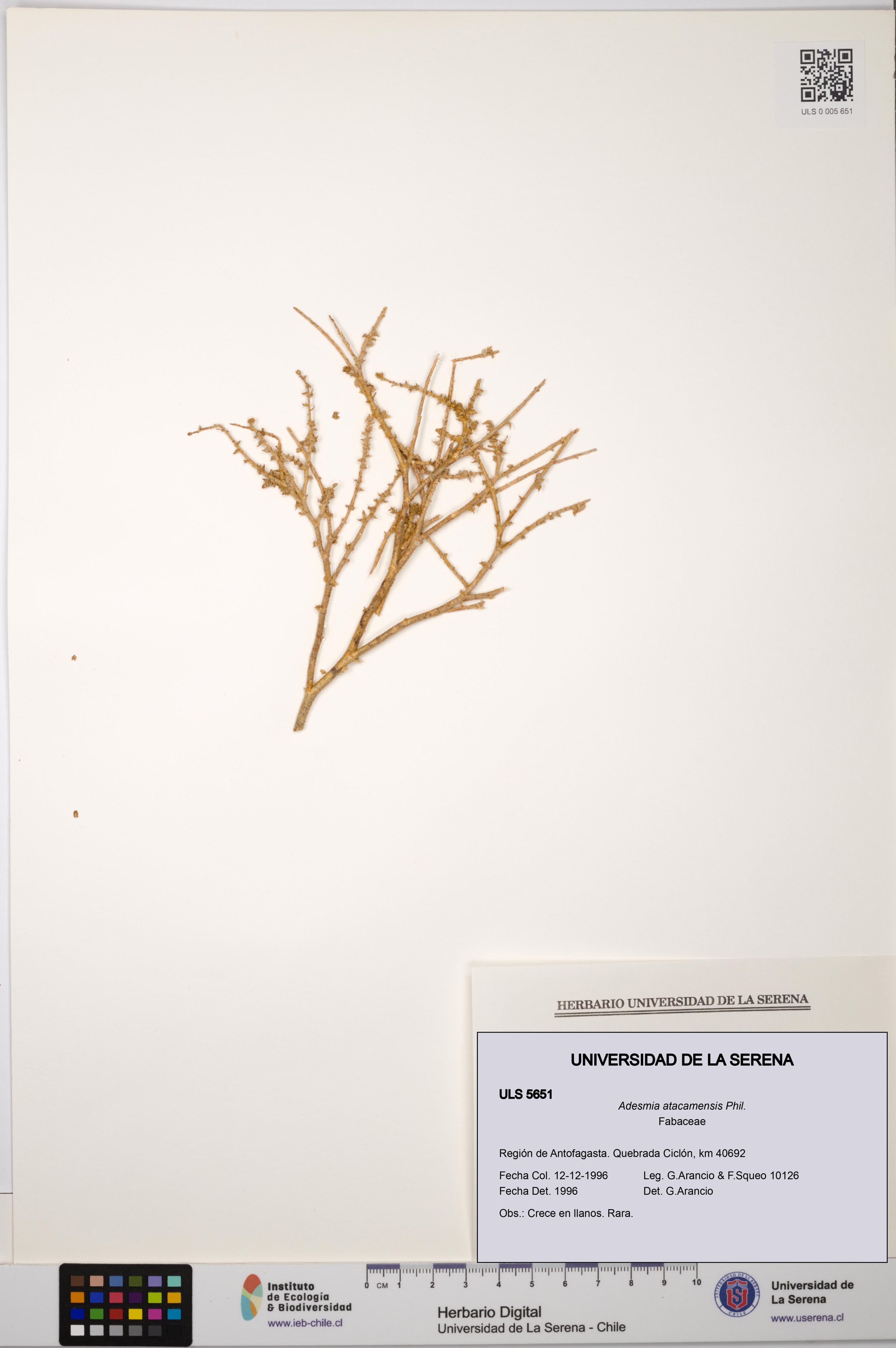 Adesmia atacamensis [Espécimen: ]