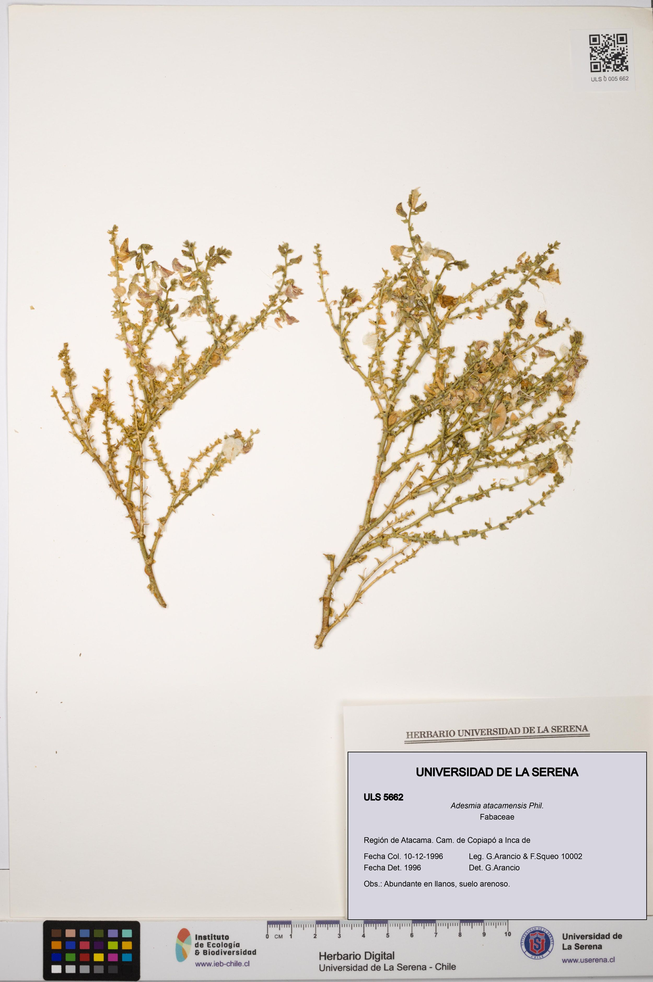 Adesmia atacamensis [Espécimen: ]