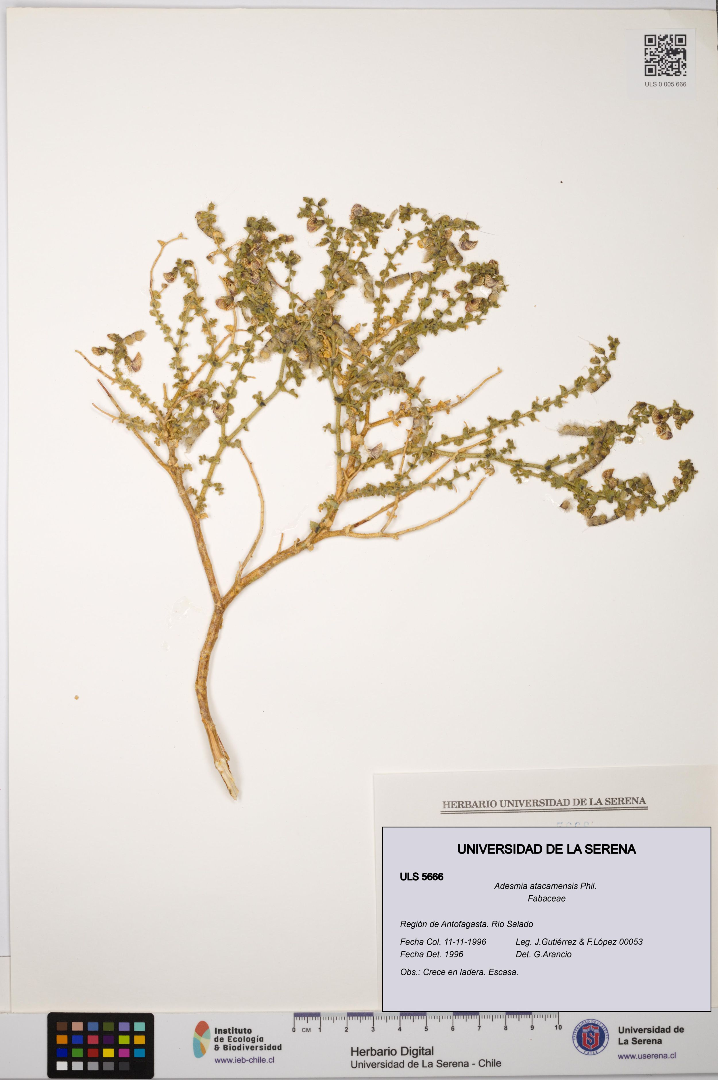 Adesmia atacamensis [Espécimen: ]