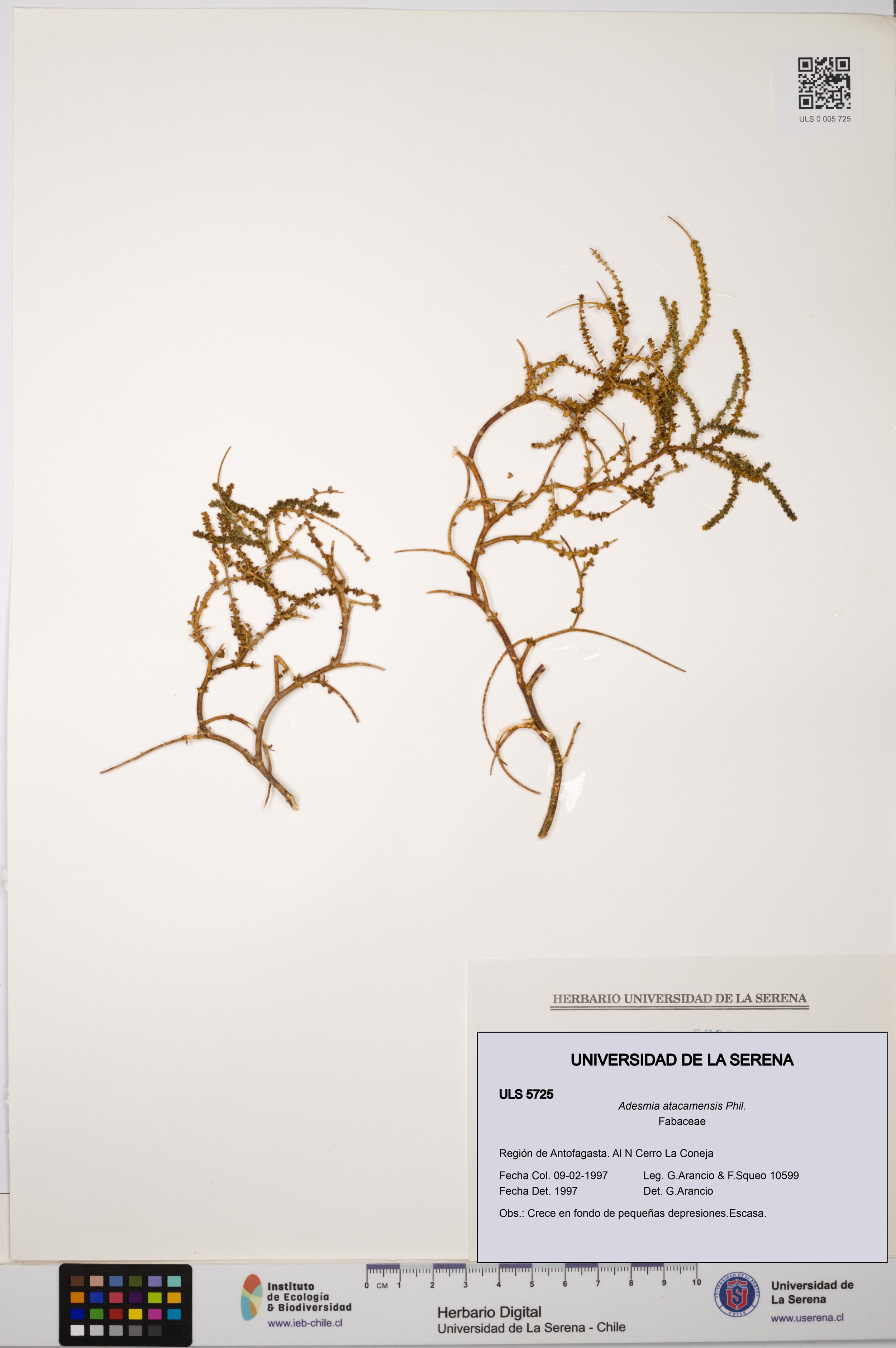 Adesmia atacamensis [Espécimen: ]