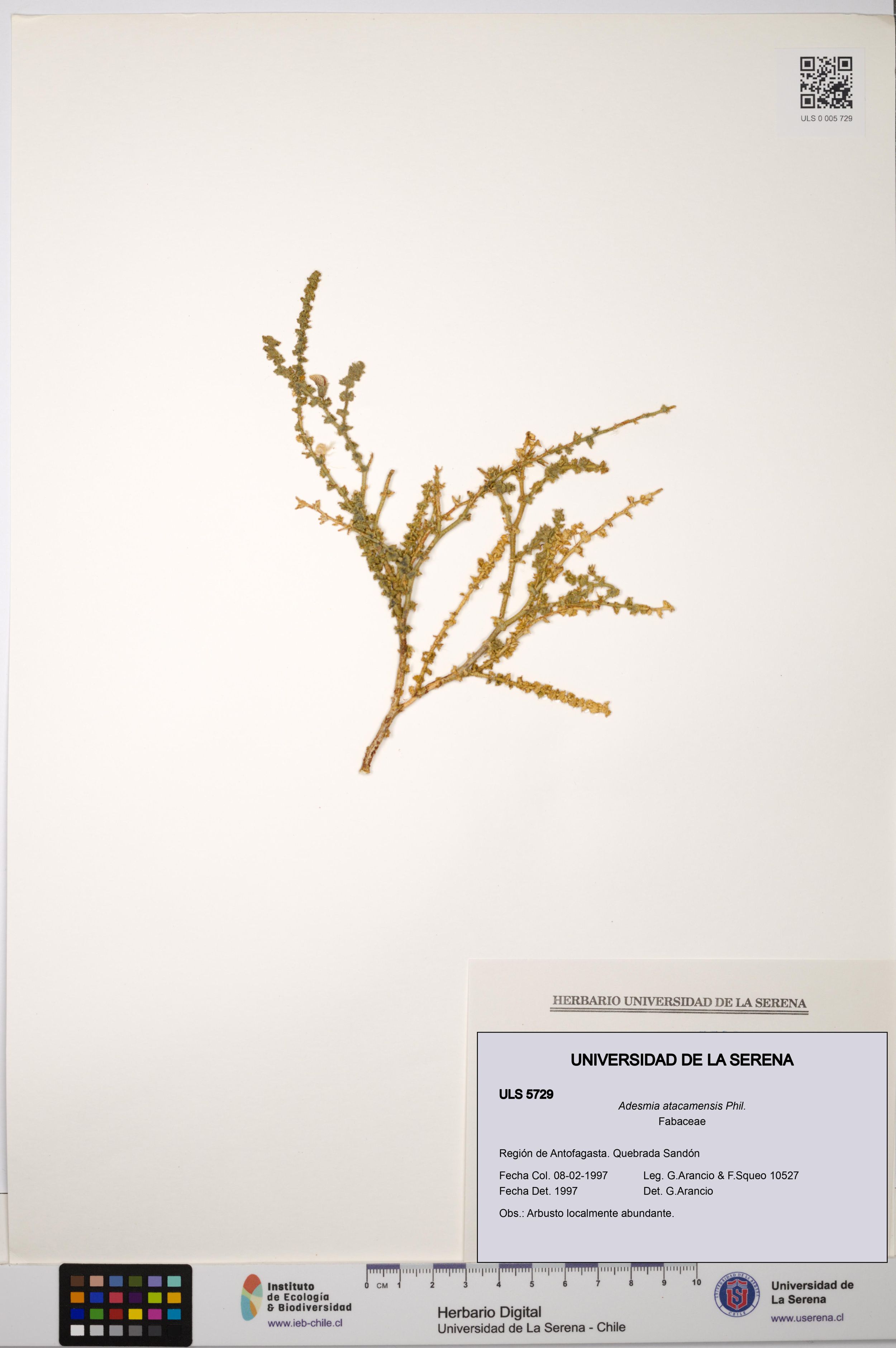 Adesmia atacamensis [Espécimen: ]