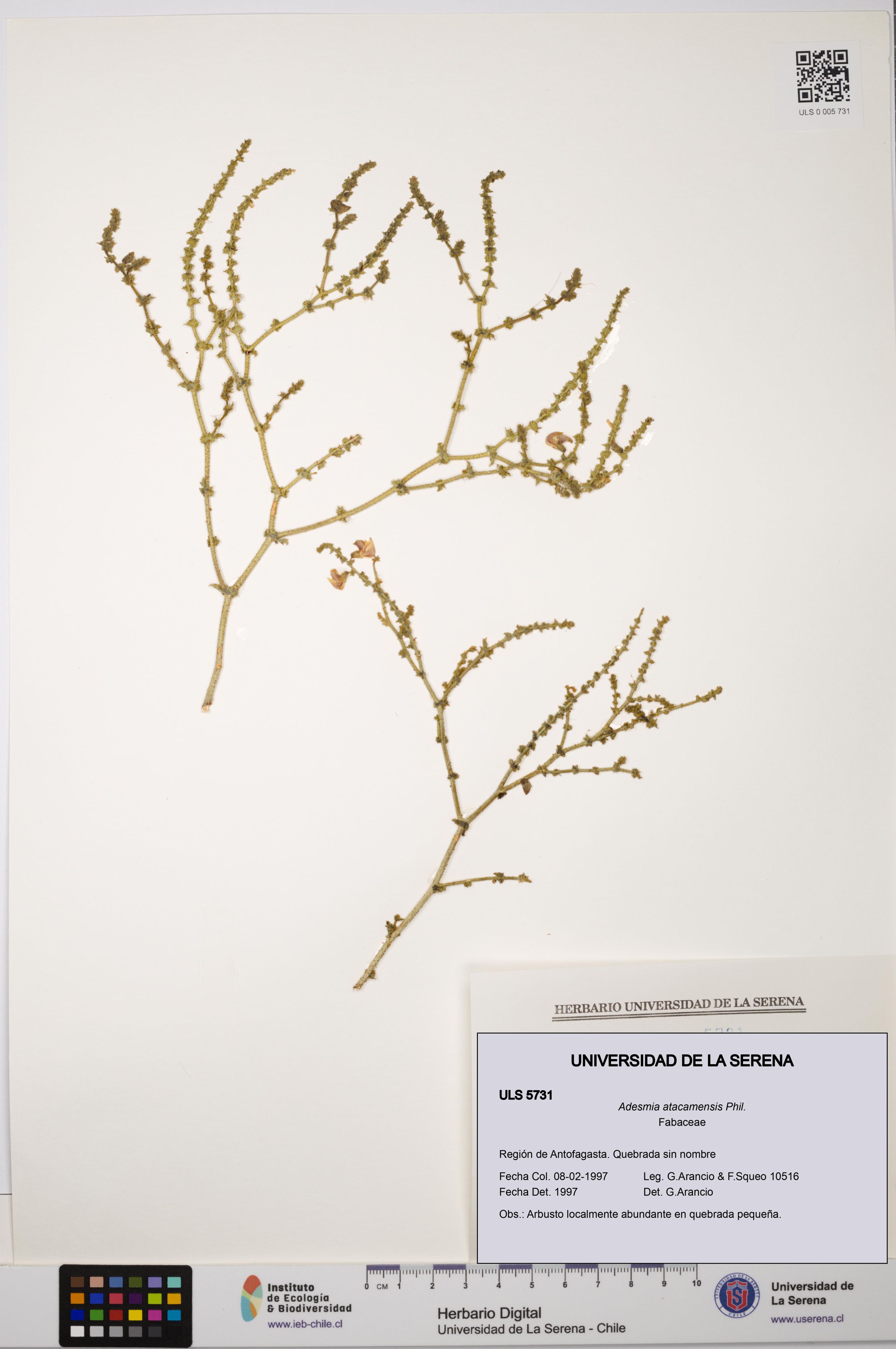 Adesmia atacamensis [Espécimen: ]