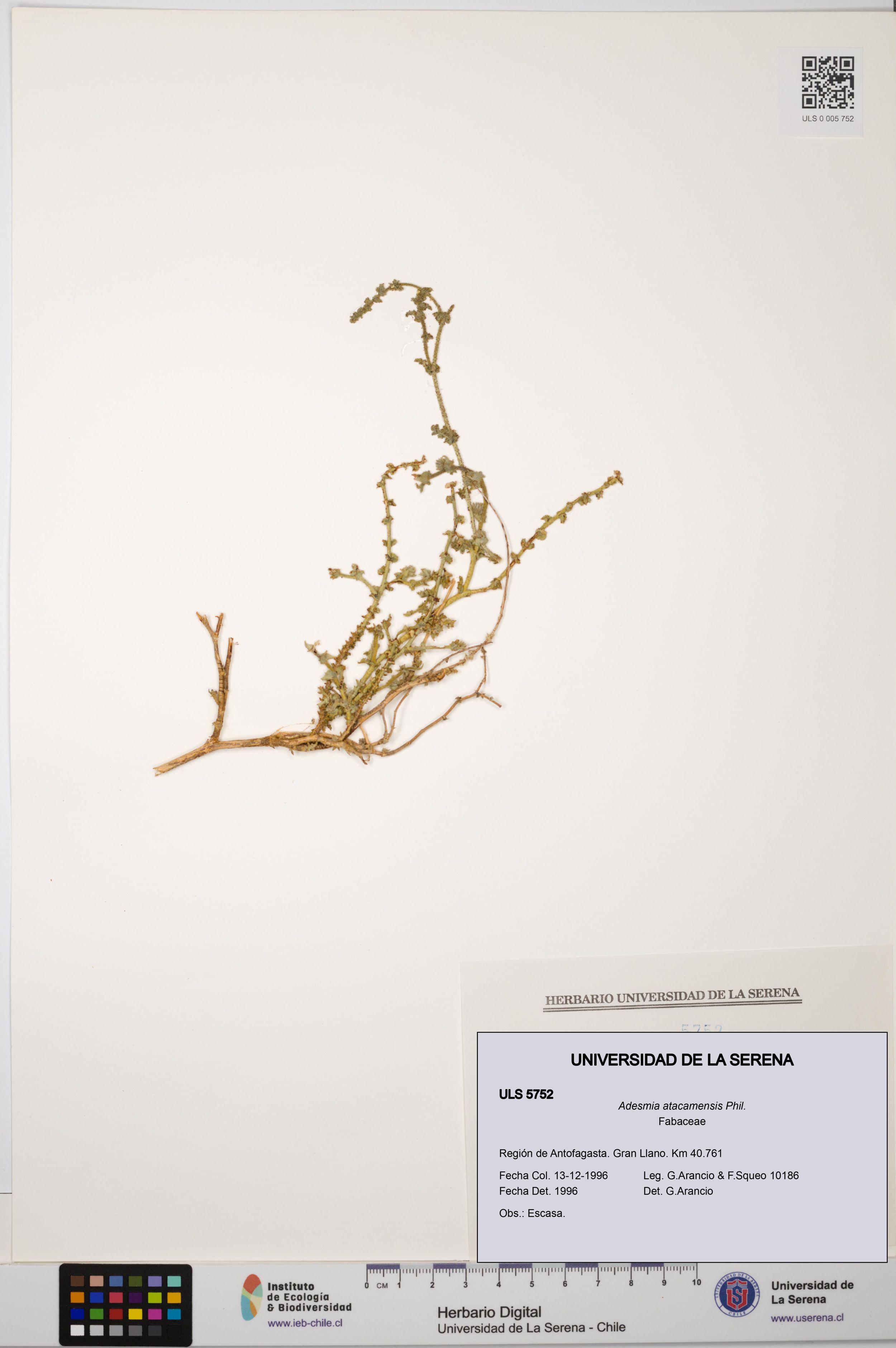 Adesmia atacamensis [Espécimen: ]