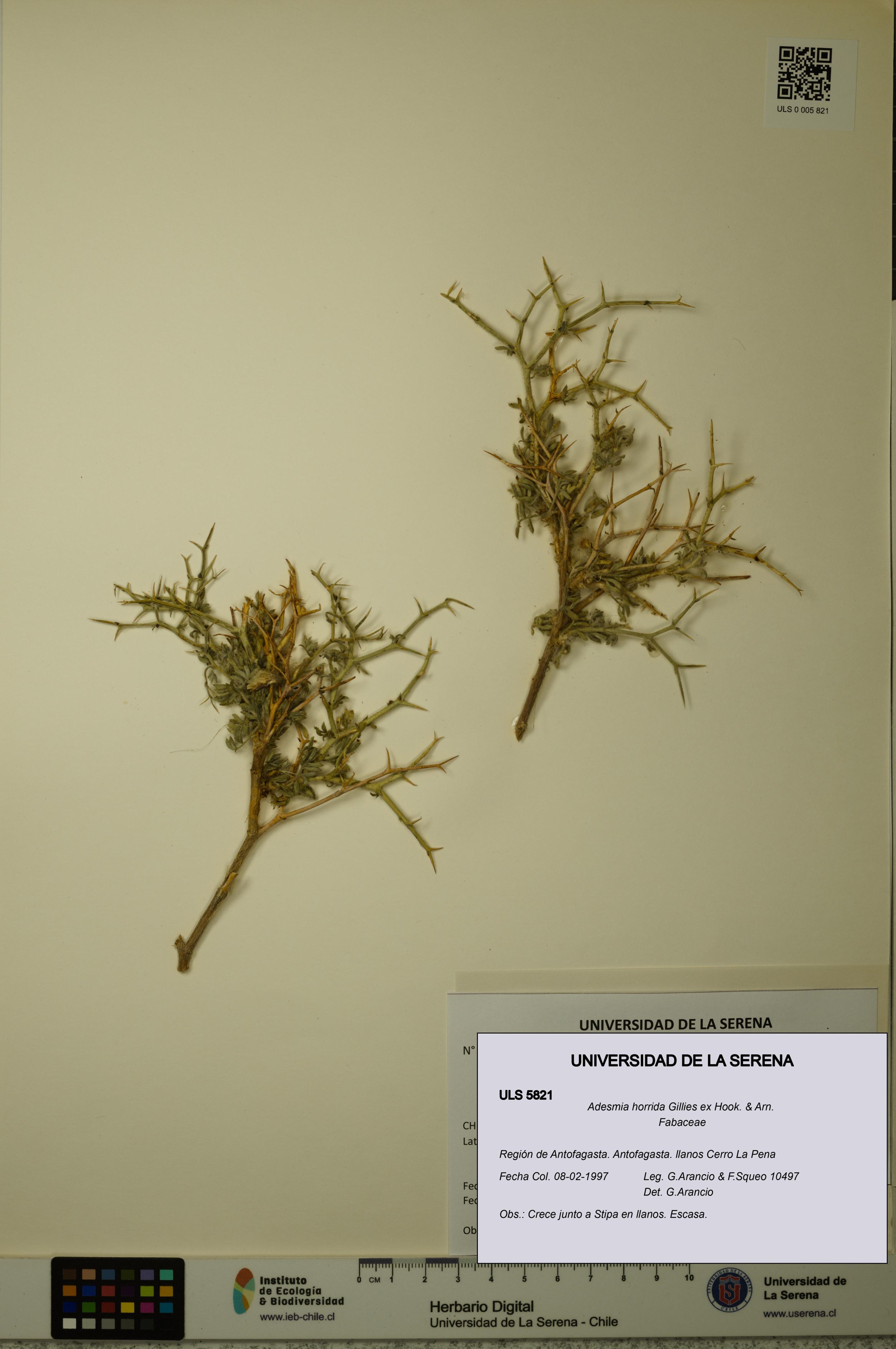 Adesmia horrida [Espécimen: ]