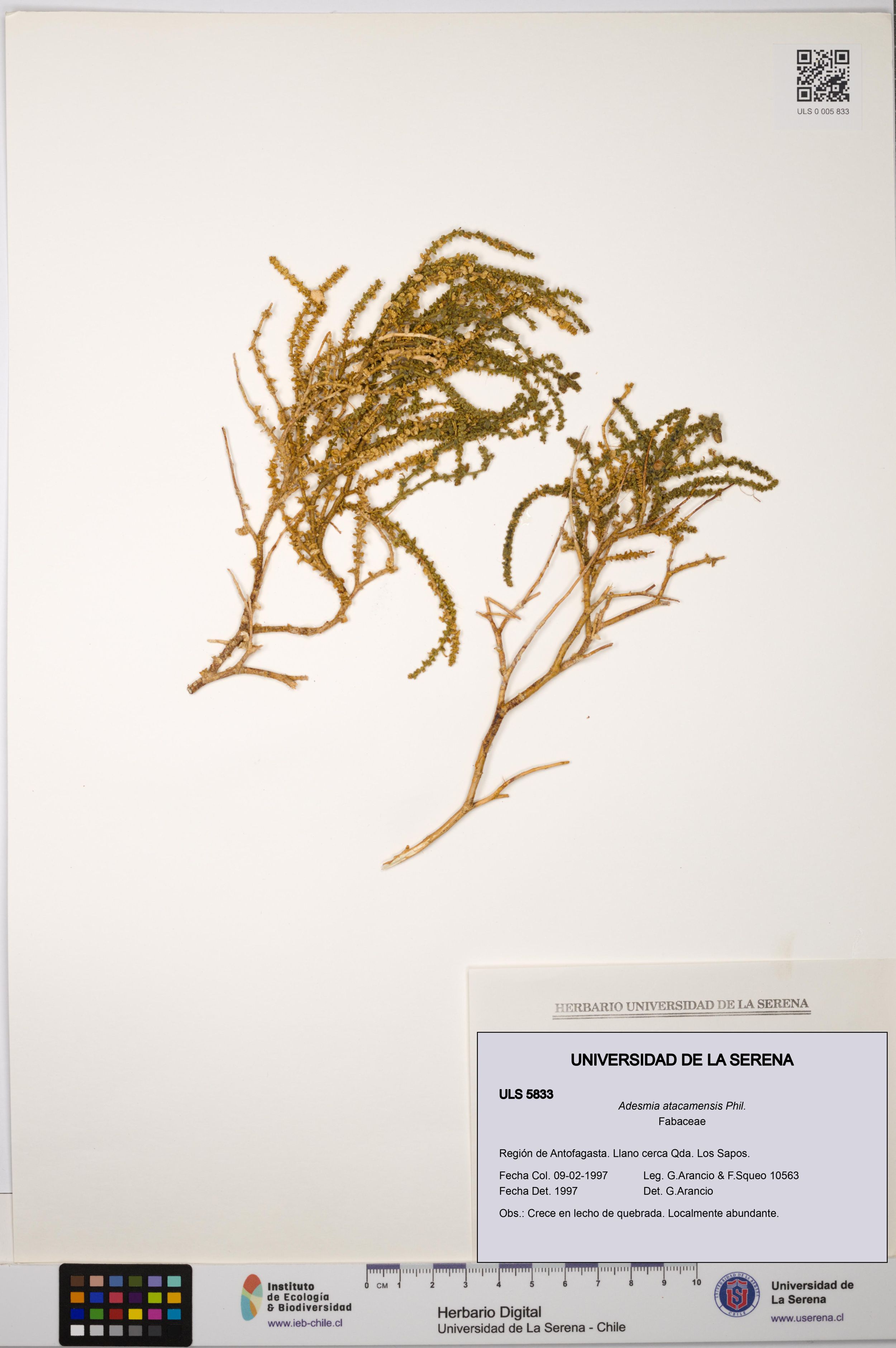 Adesmia atacamensis [Espécimen: ]