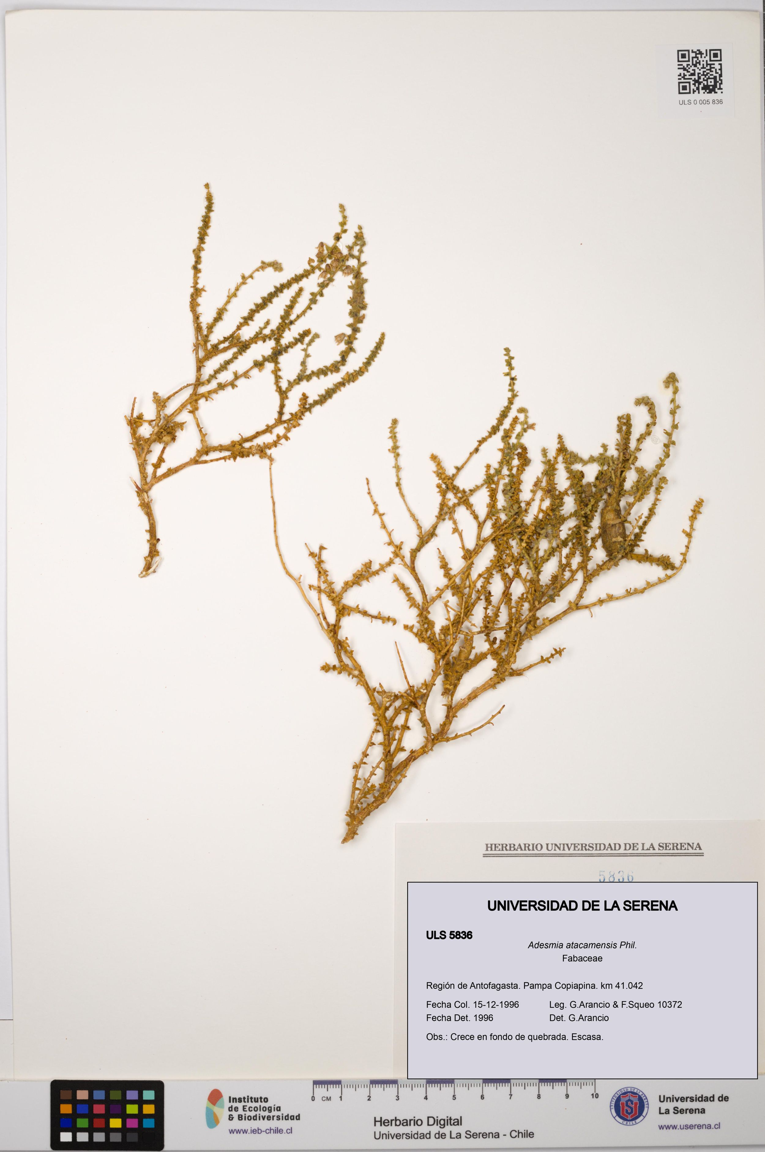 Adesmia atacamensis [Espécimen: ]