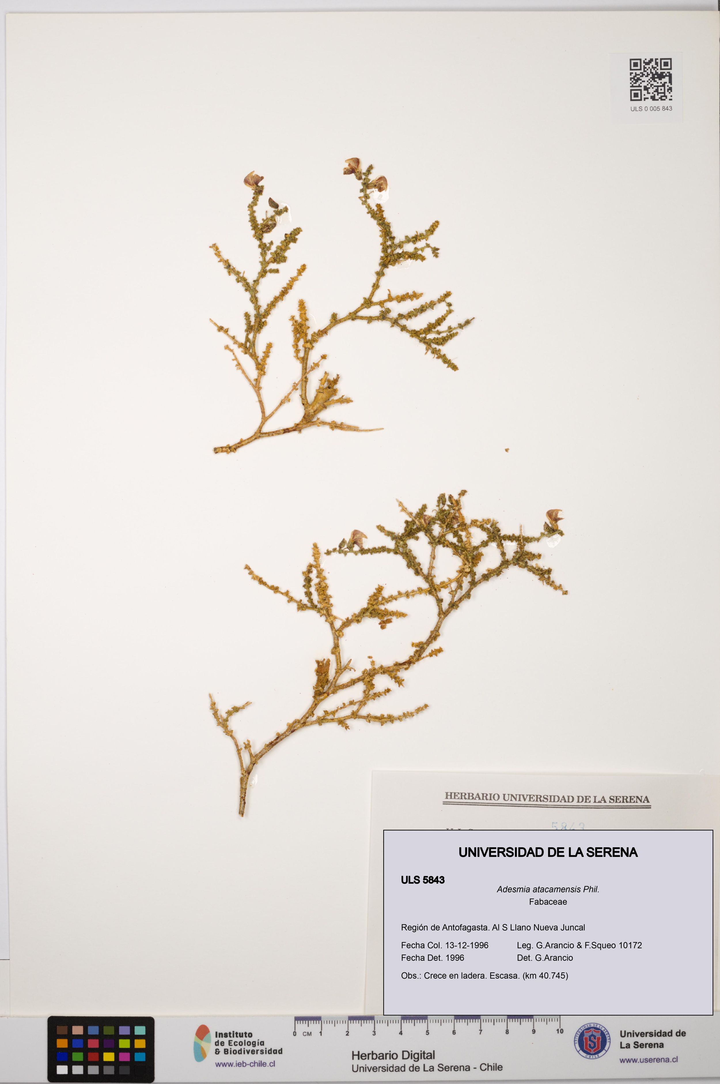 Adesmia atacamensis [Espécimen: ]