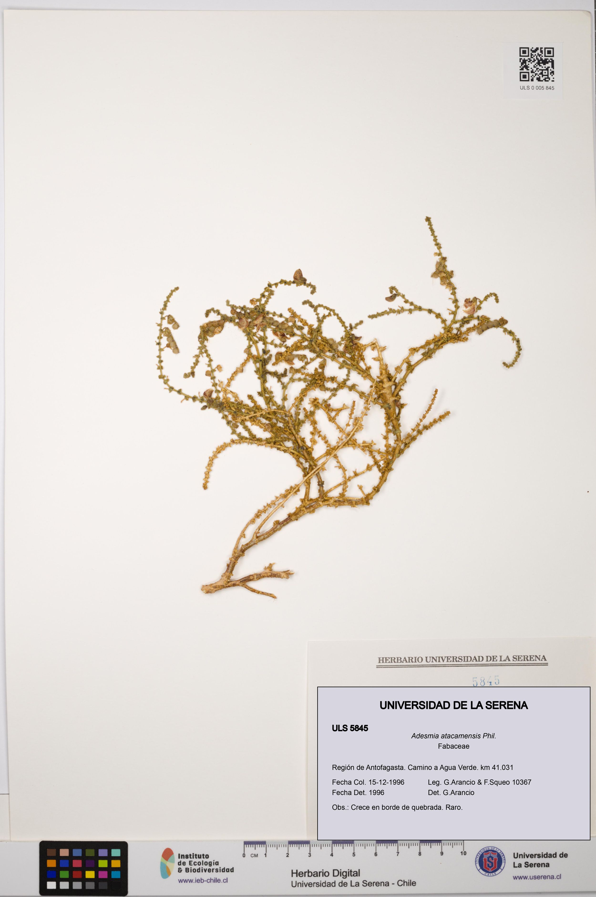 Adesmia atacamensis [Espécimen: ]