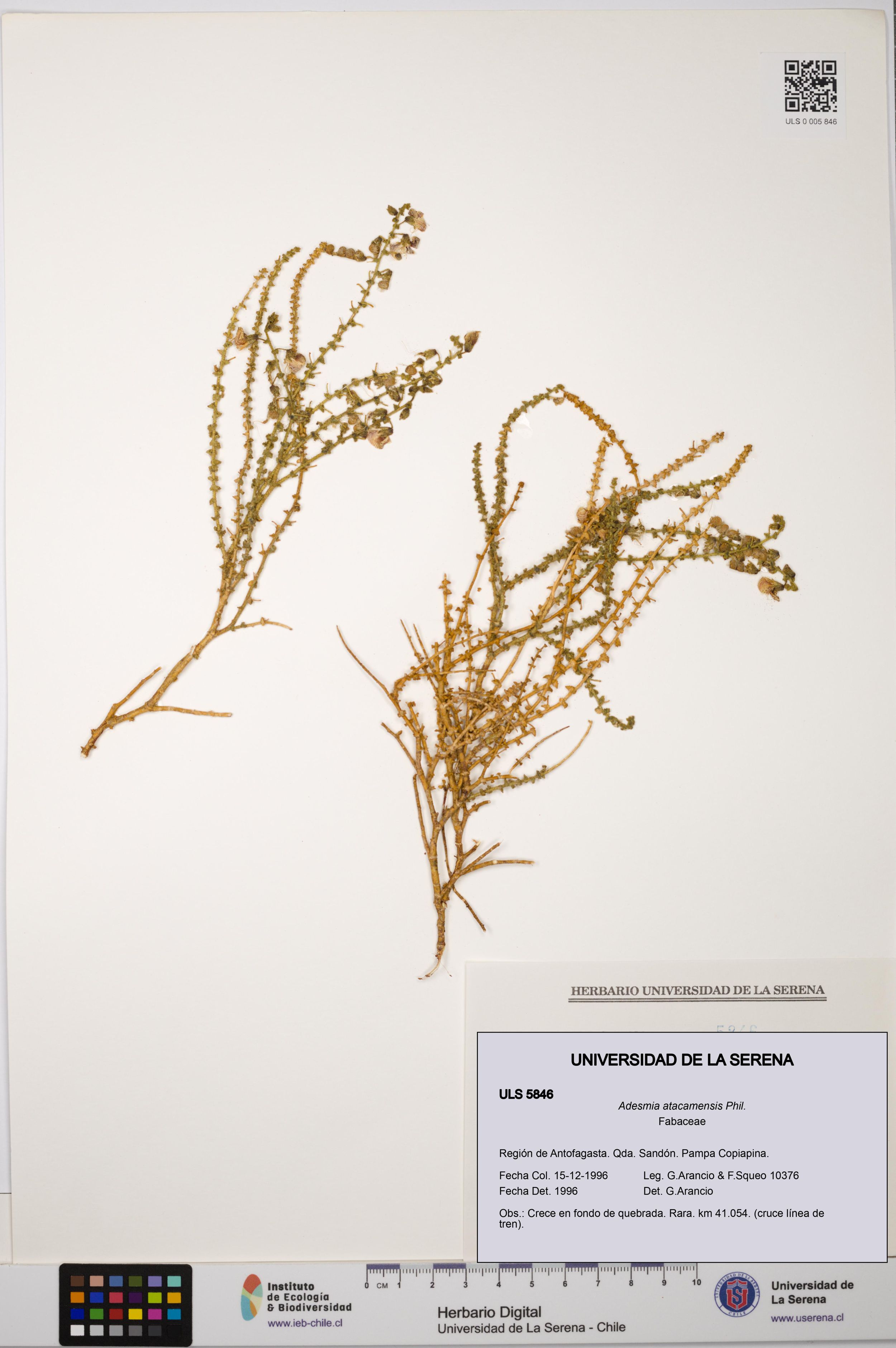 Adesmia atacamensis [Espécimen: ]