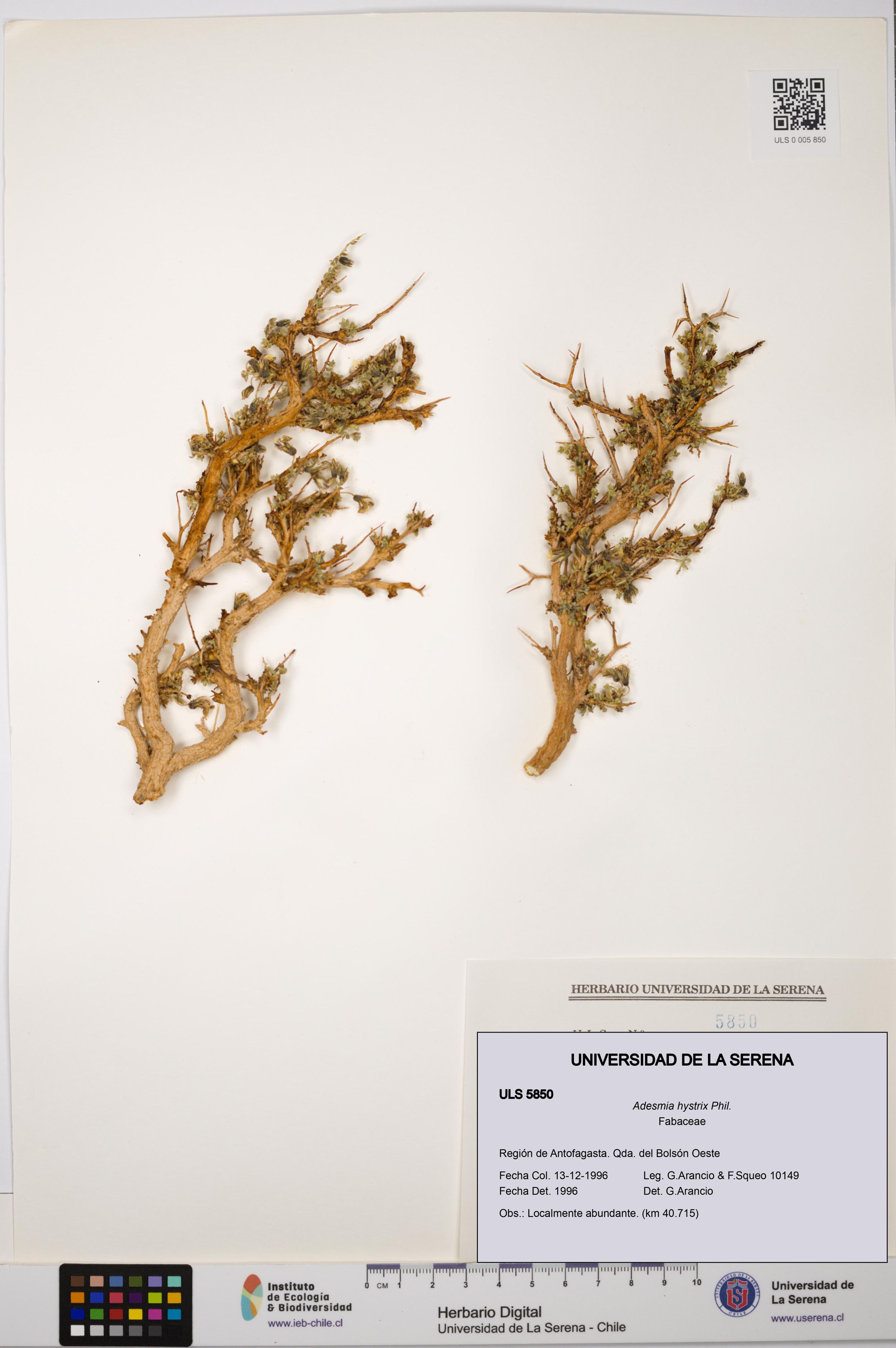 Adesmia hystrix [Espécimen: ]