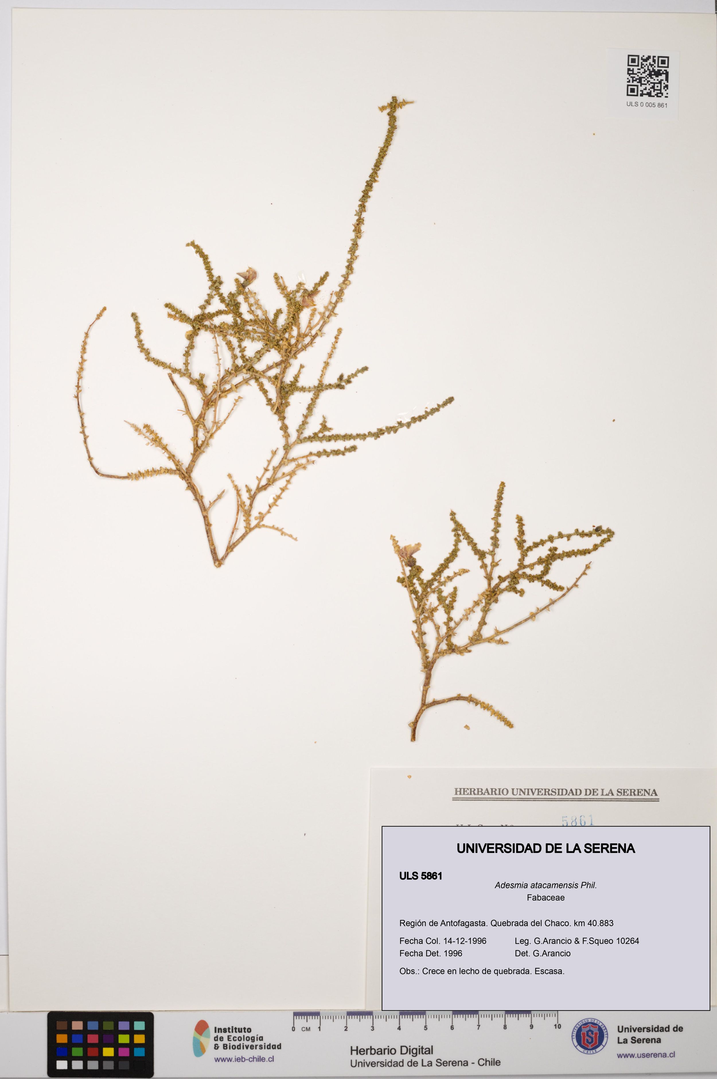 Adesmia atacamensis [Espécimen: ]