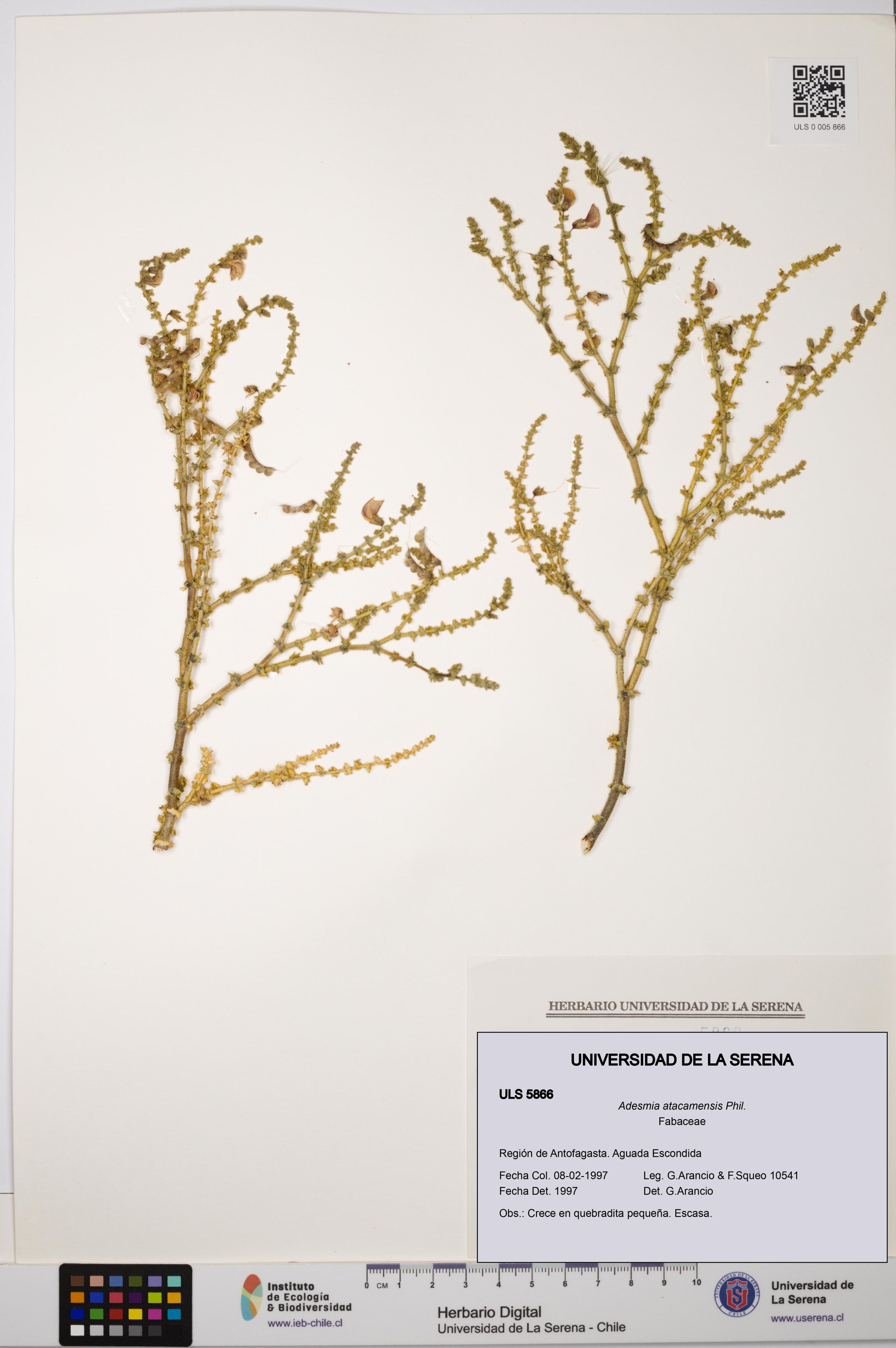 Adesmia atacamensis [Espécimen: ]
