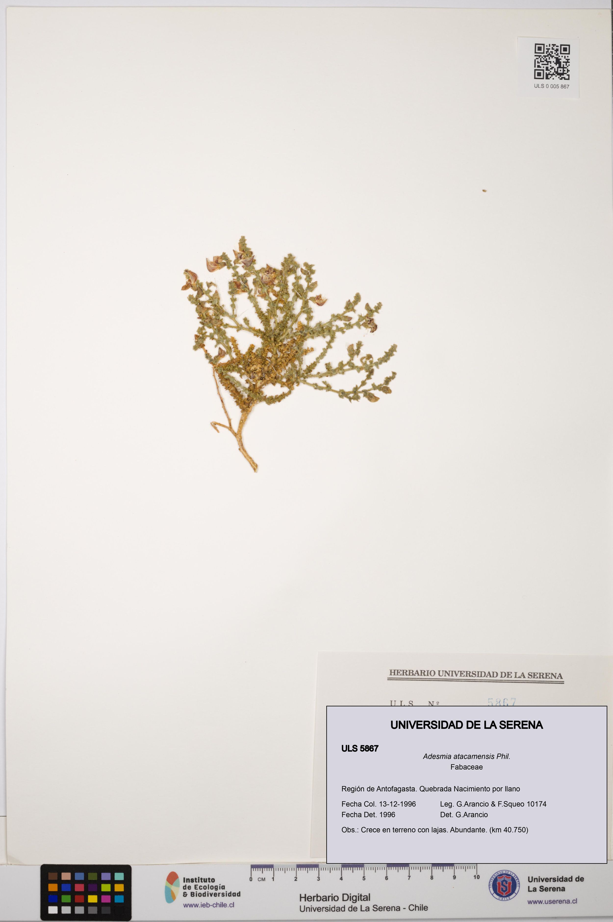 Adesmia atacamensis [Espécimen: ]
