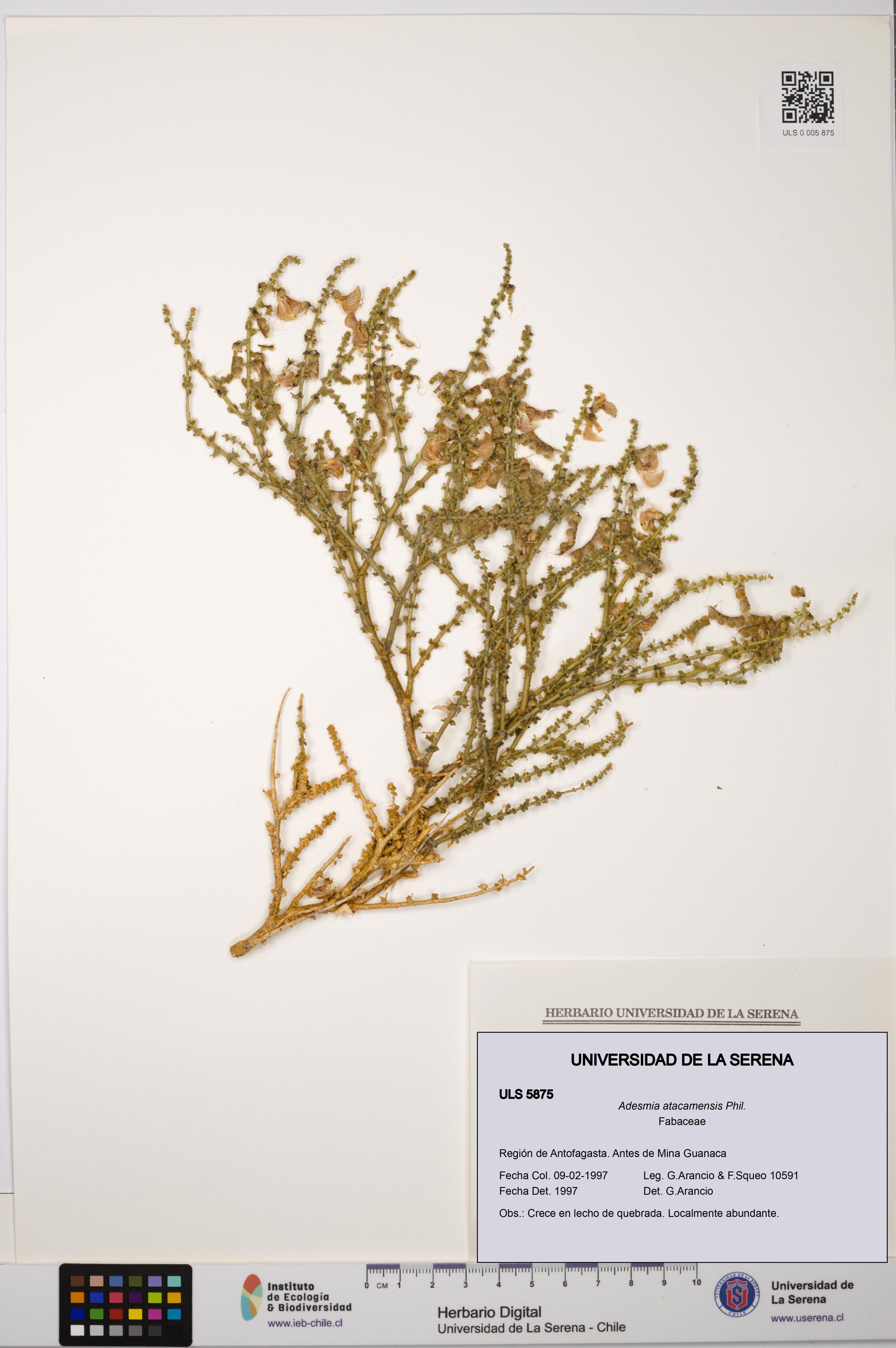 Adesmia atacamensis [Espécimen: ]