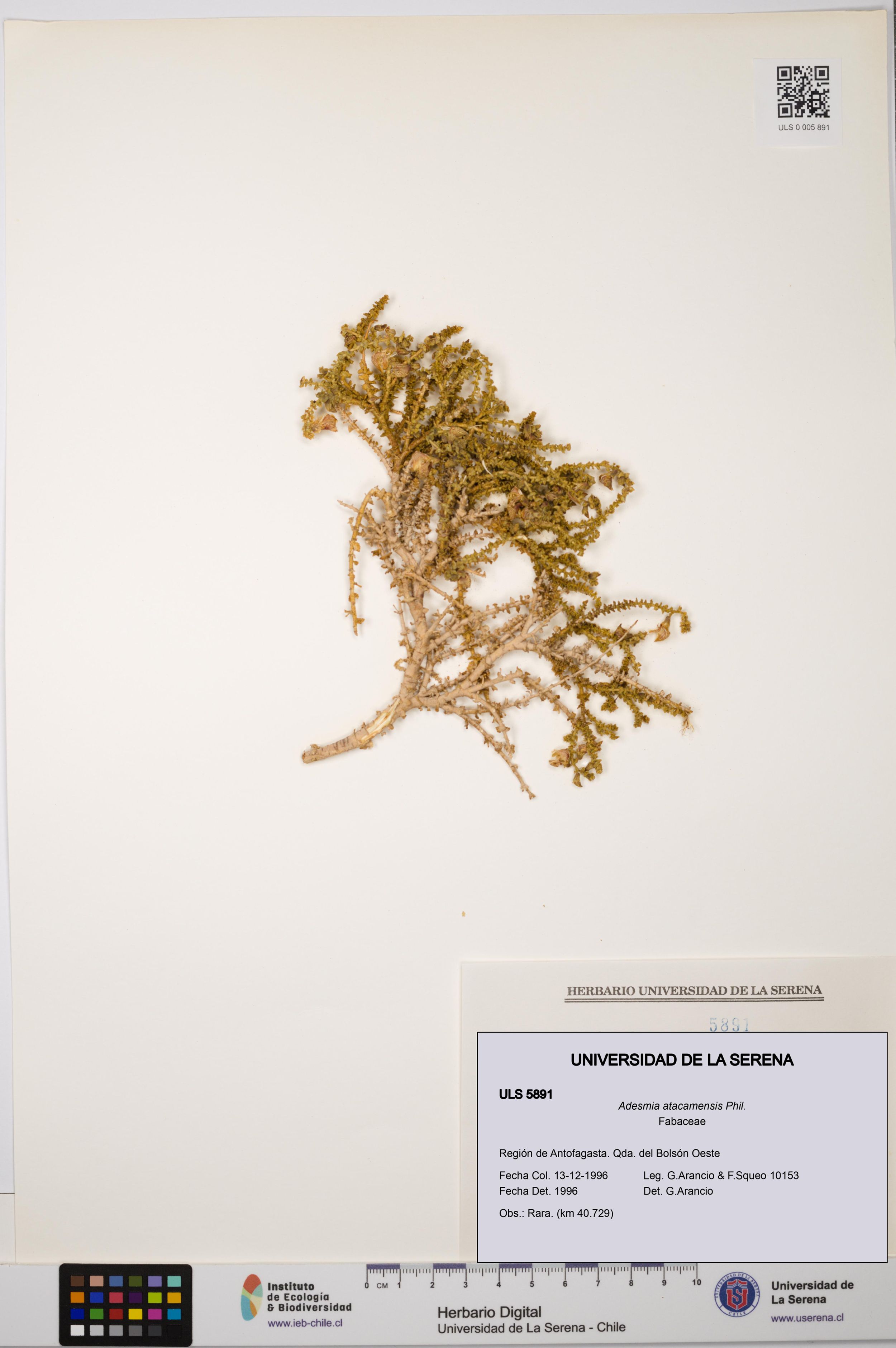 Adesmia atacamensis [Espécimen: ]