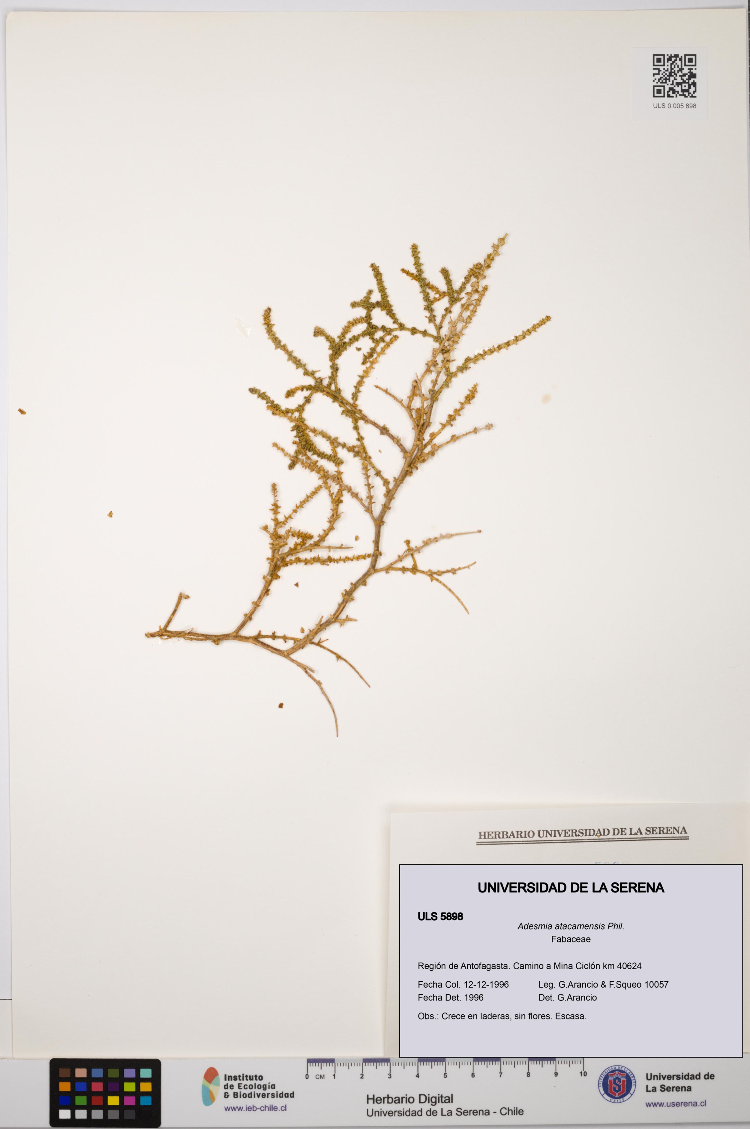 Adesmia atacamensis [Espécimen: ]