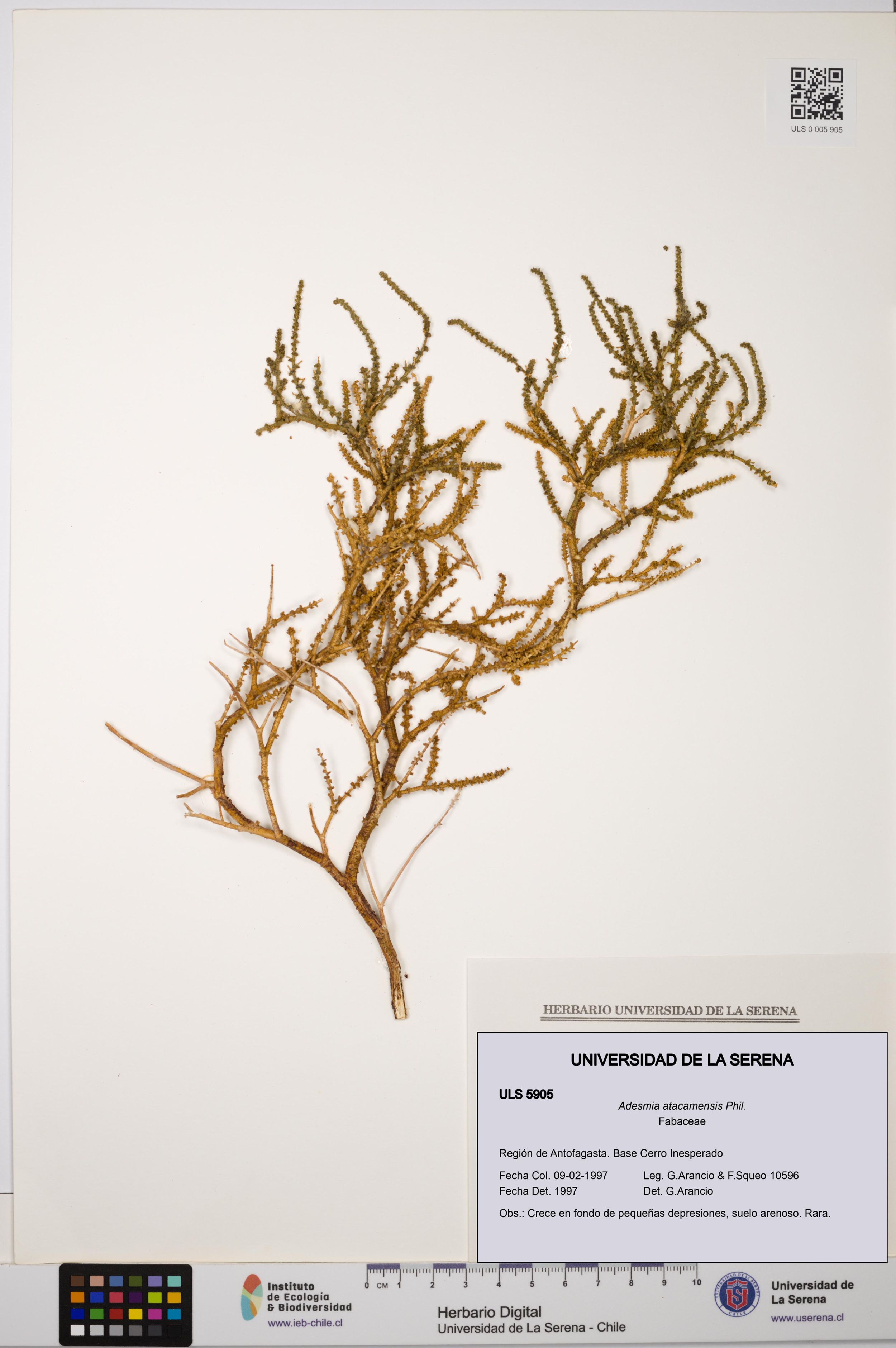 Adesmia atacamensis [Espécimen: ]