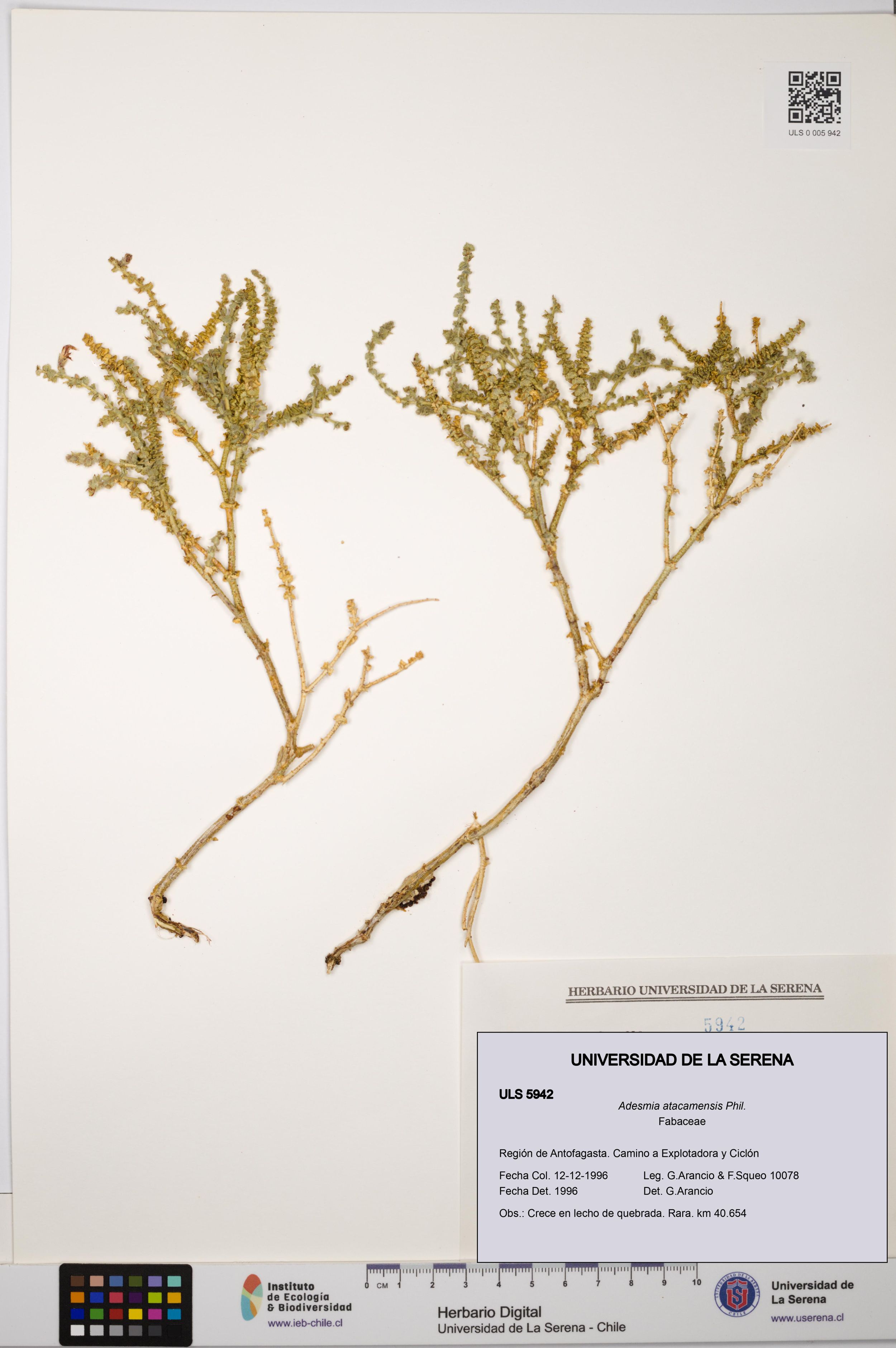Adesmia atacamensis [Espécimen: ]