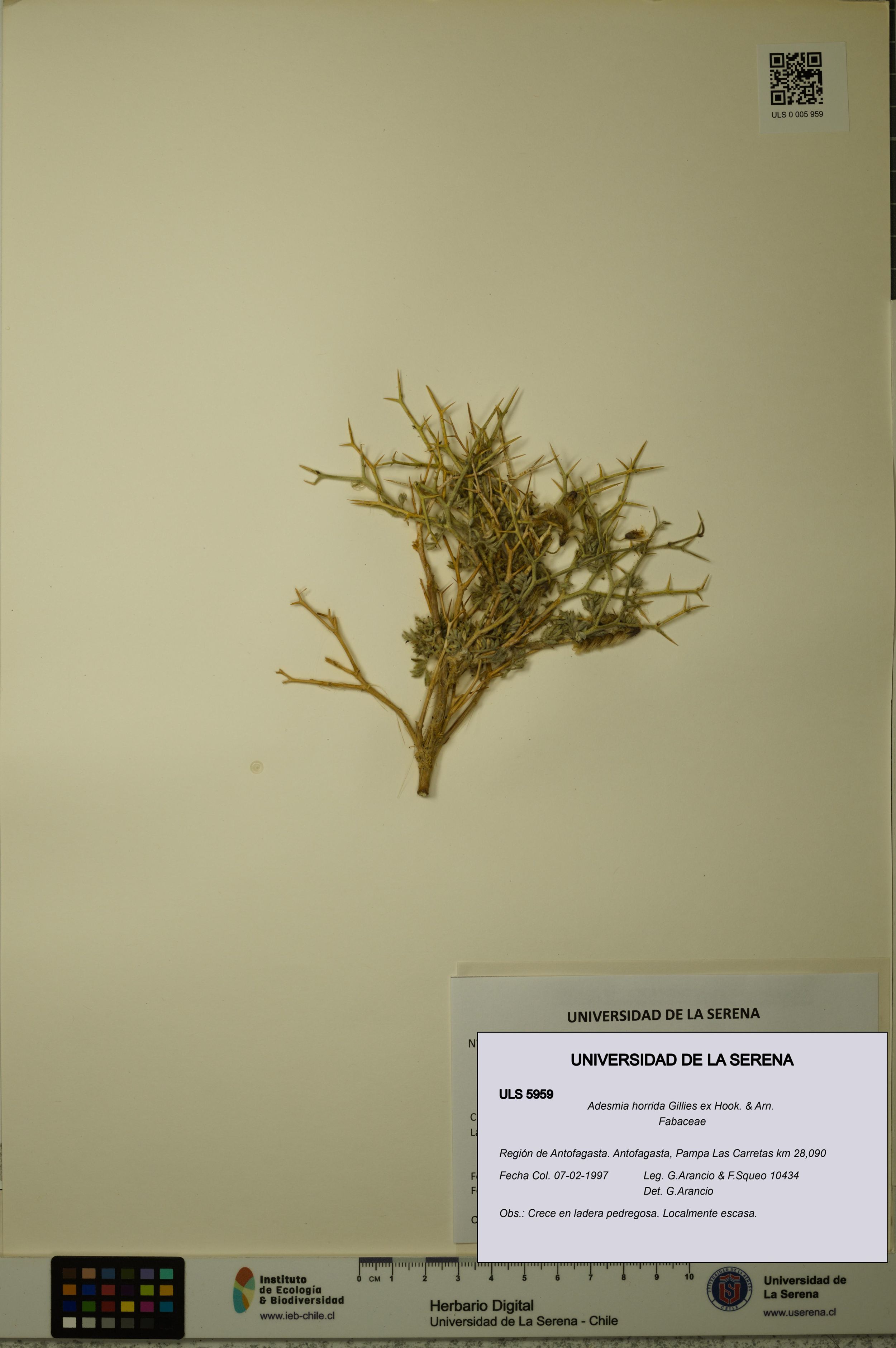 Adesmia horrida [Espécimen: ]