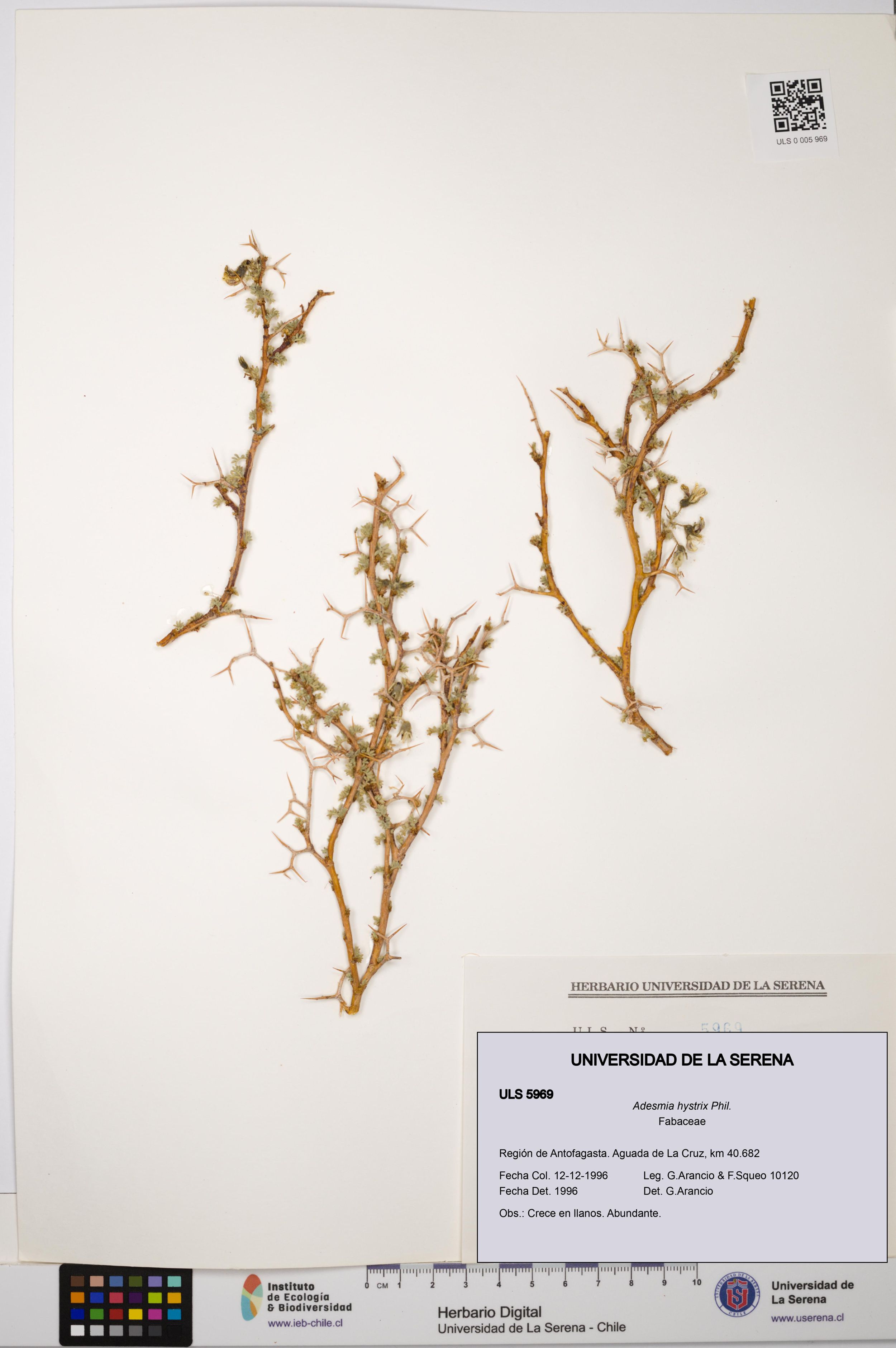 Adesmia hystrix [Espécimen: ]