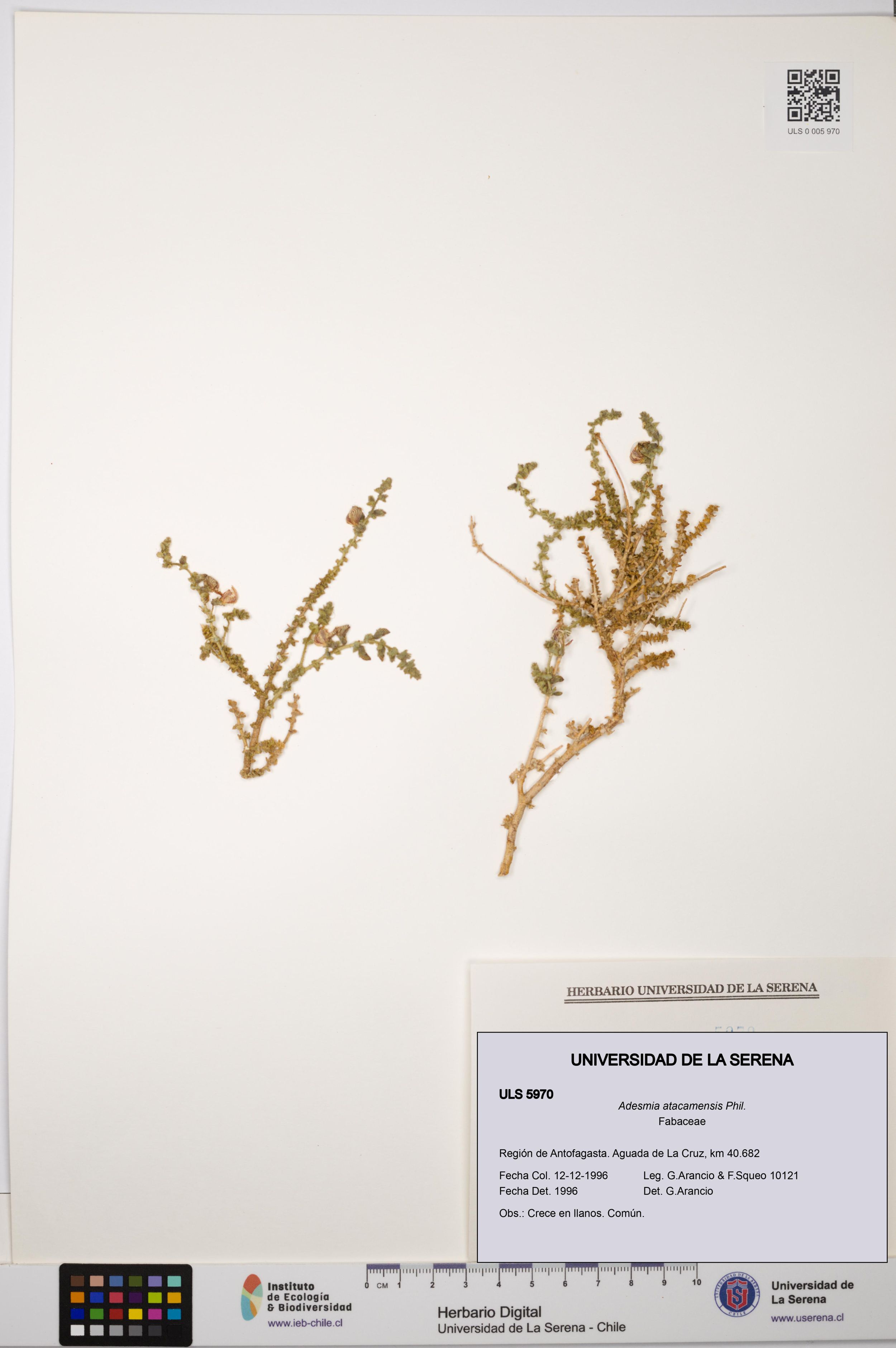 Adesmia atacamensis [Espécimen: ]