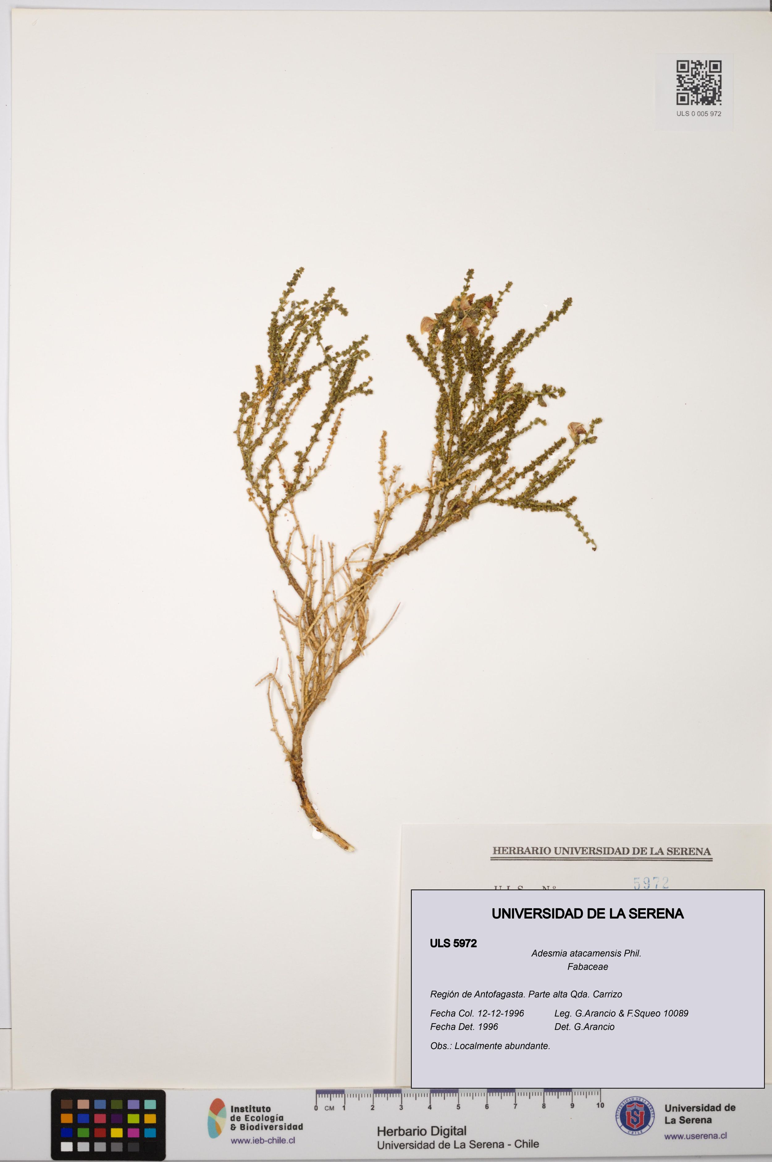 Adesmia atacamensis [Espécimen: ]