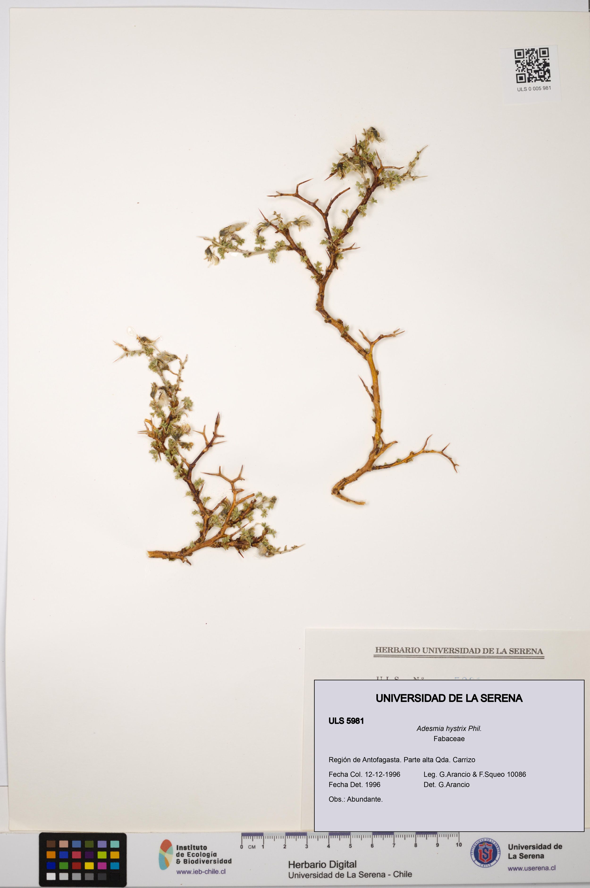 Adesmia hystrix [Espécimen: ]