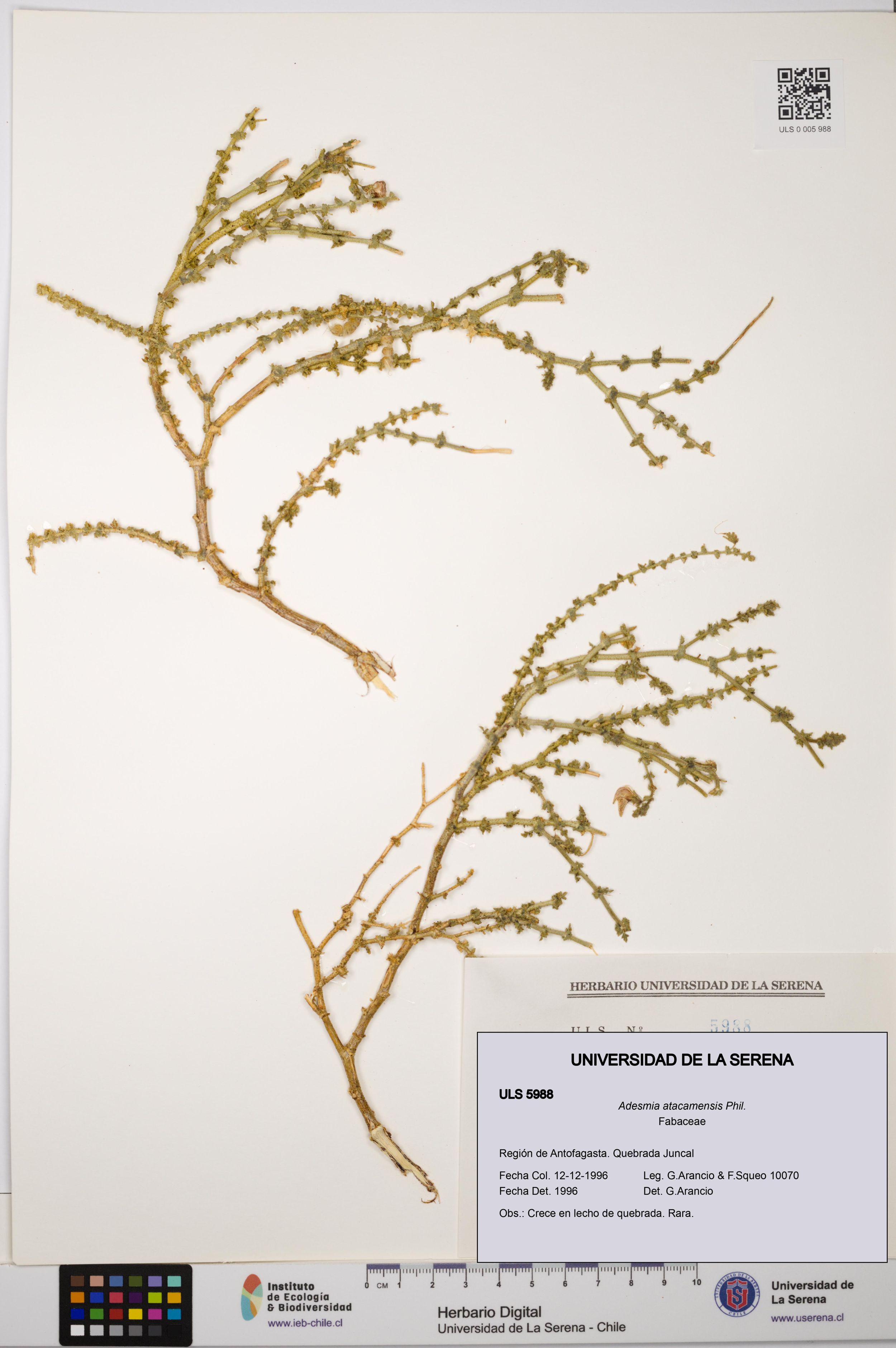 Adesmia atacamensis [Espécimen: ]
